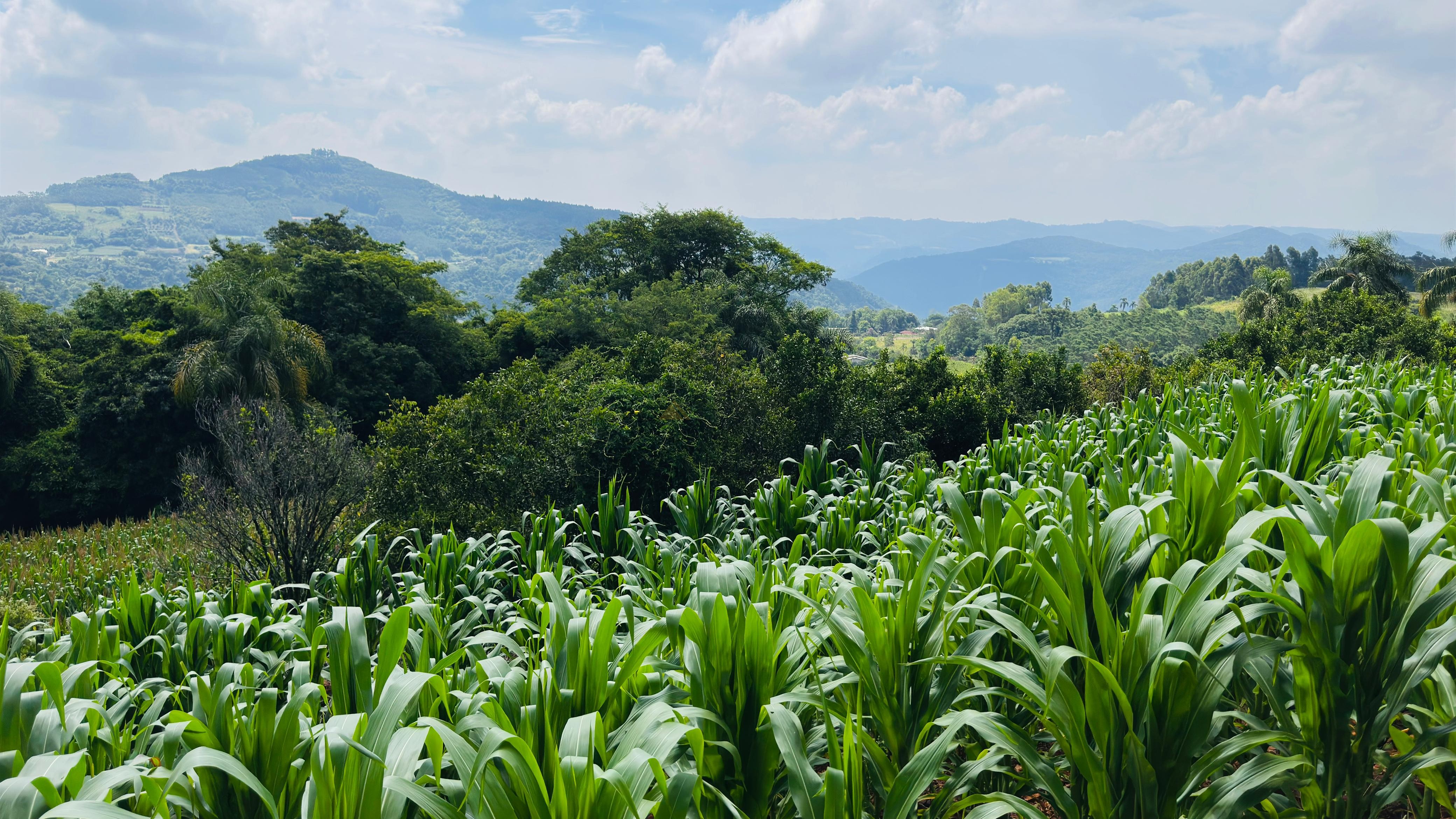 Fazenda à venda com 2 quartos, 30000m² - Foto 10