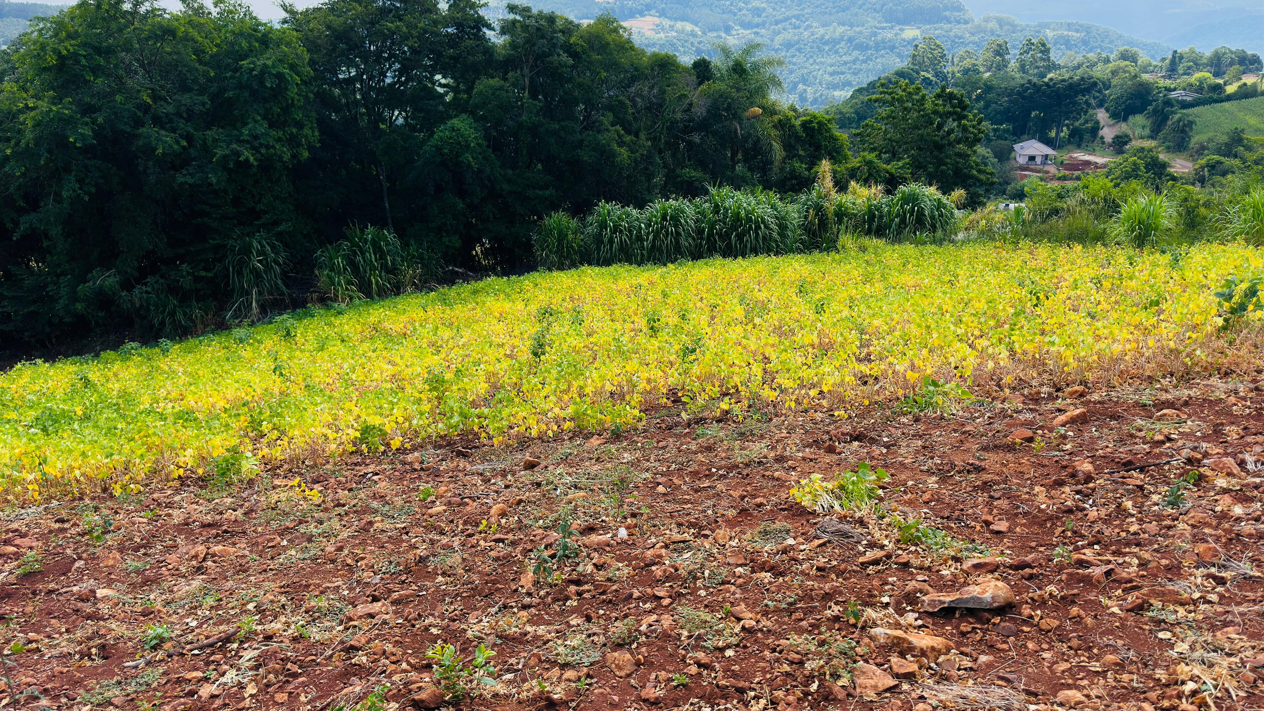 Fazenda à venda com 2 quartos, 30000m² - Foto 14