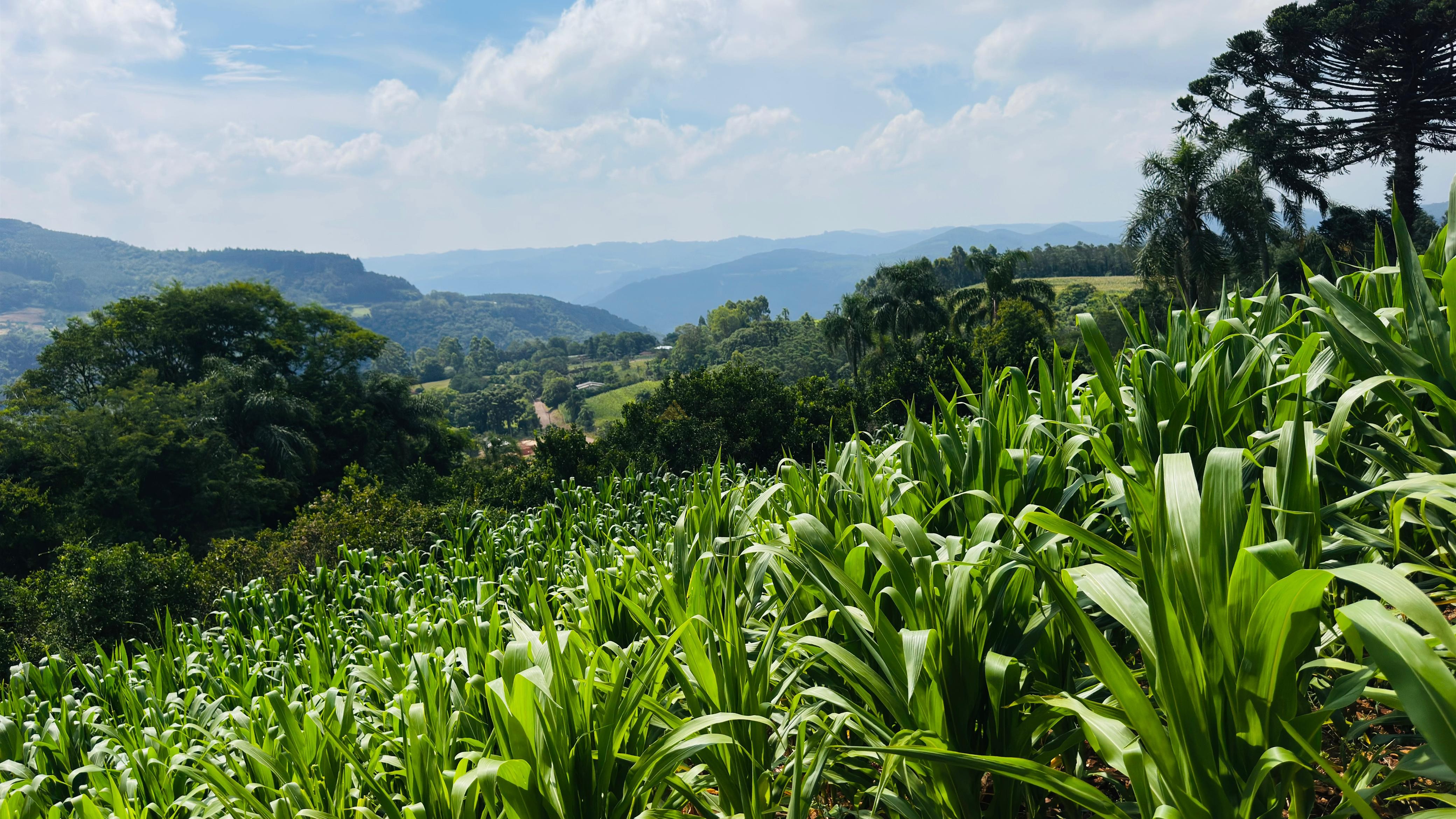 Fazenda à venda com 2 quartos, 30000m² - Foto 2