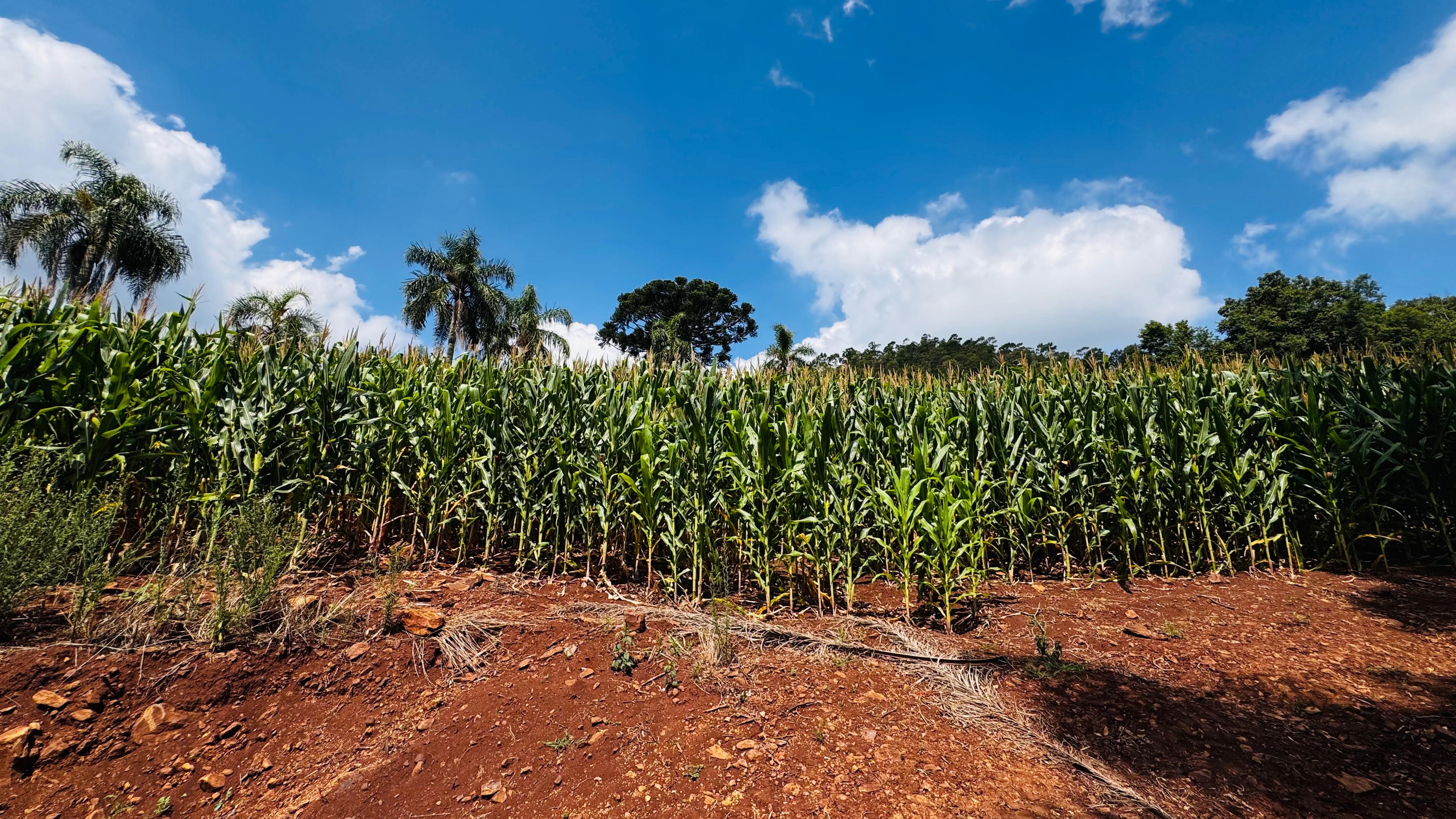 Fazenda à venda com 2 quartos, 30000m² - Foto 25