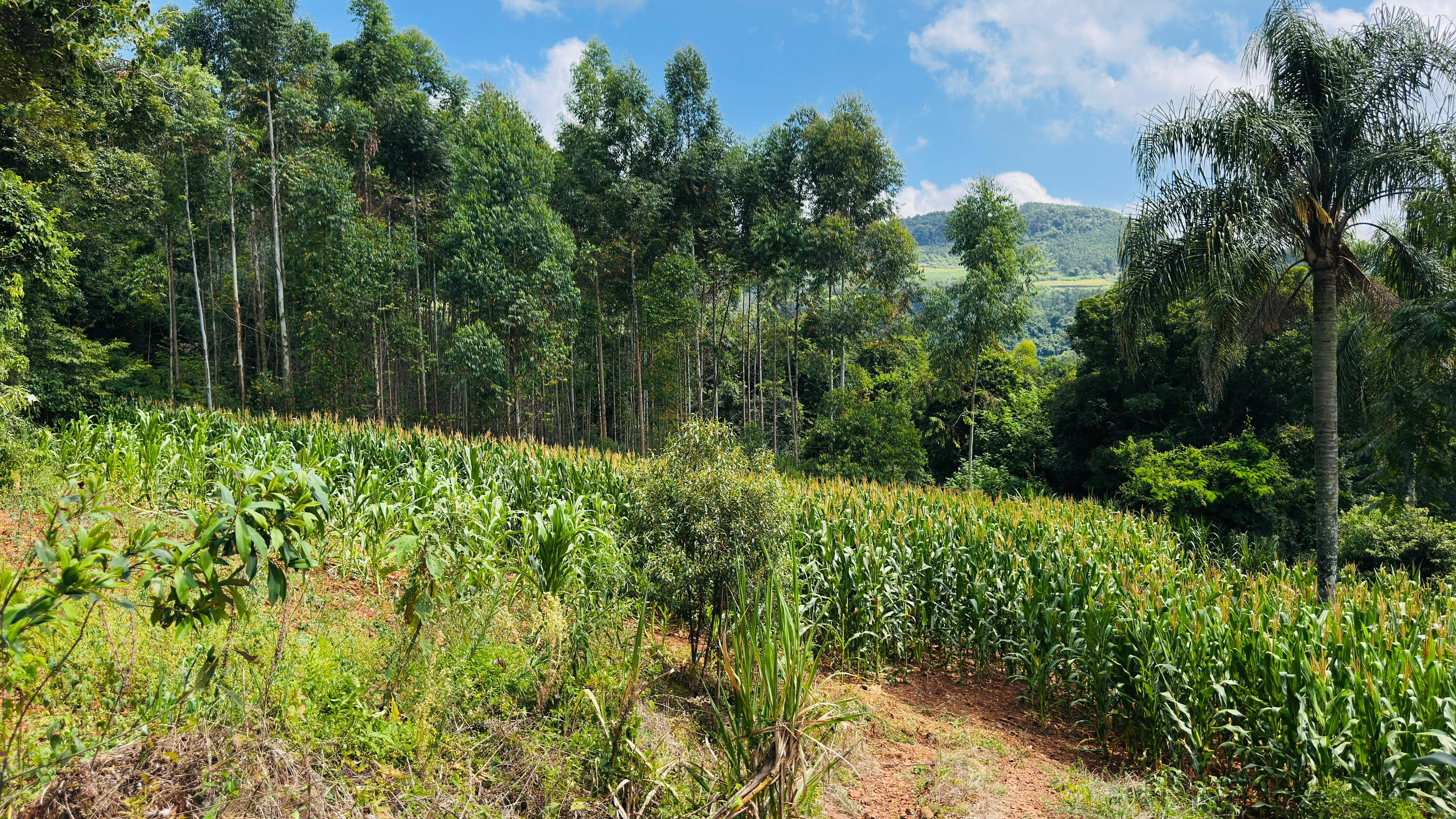 Fazenda à venda com 2 quartos, 30000m² - Foto 3