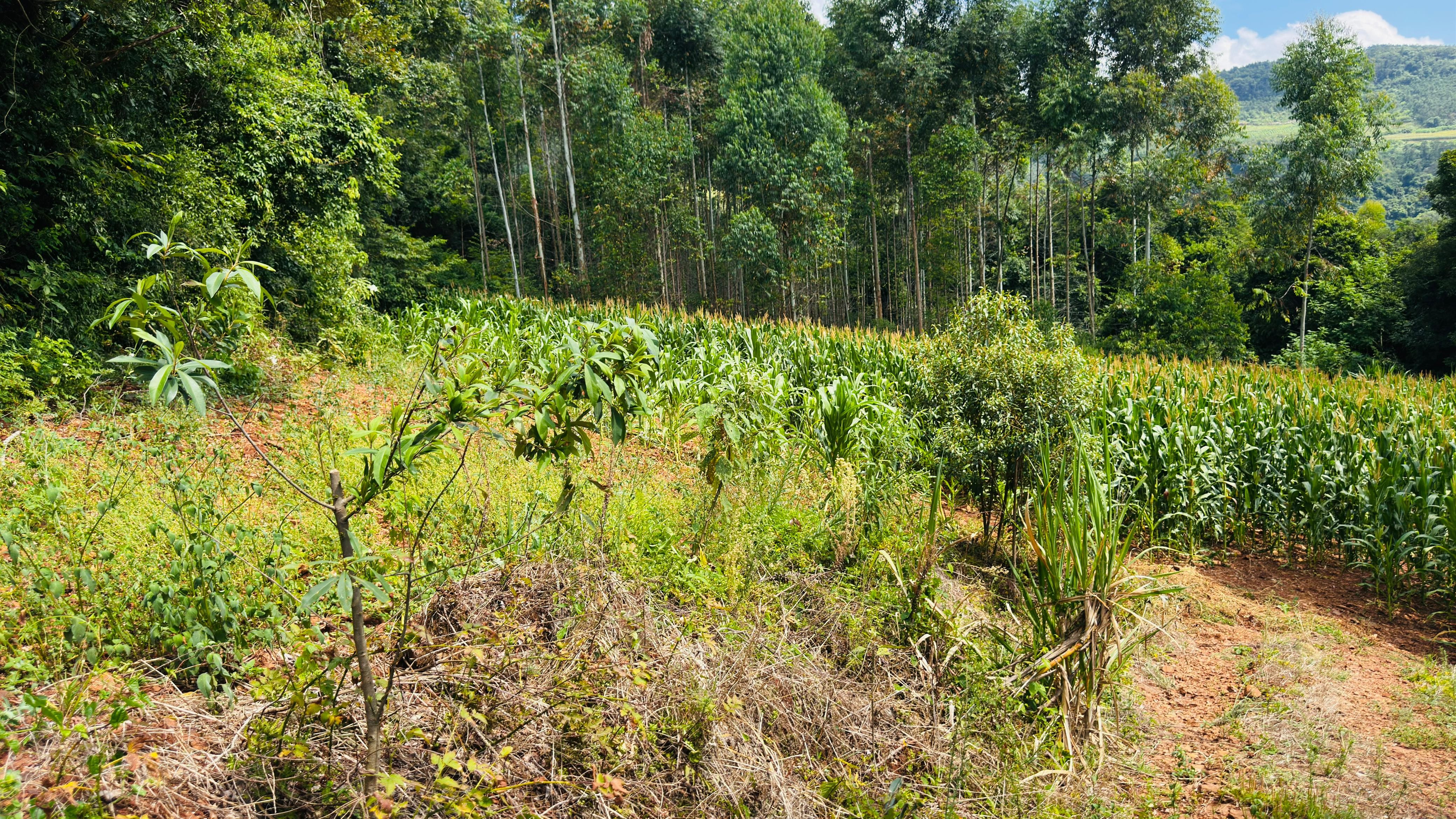 Fazenda à venda com 2 quartos, 30000m² - Foto 4