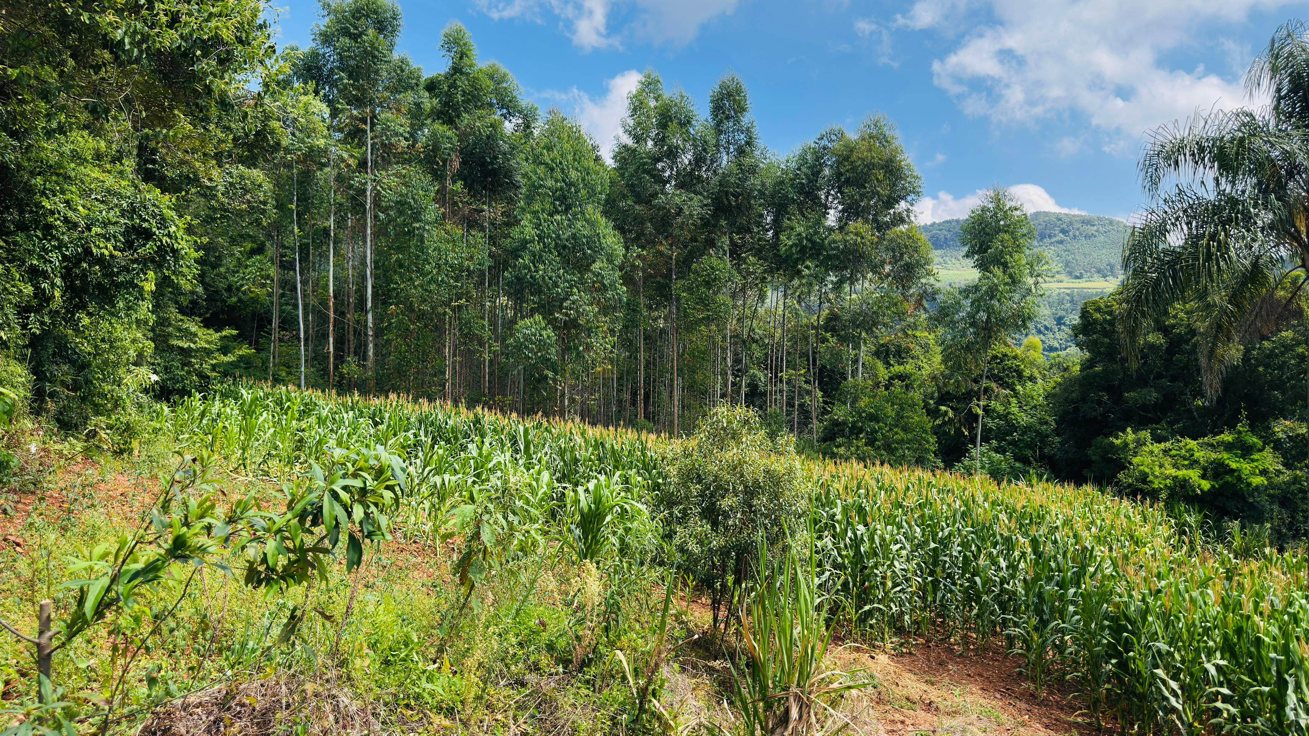 Fazenda à venda com 2 quartos, 30000m² - Foto 5