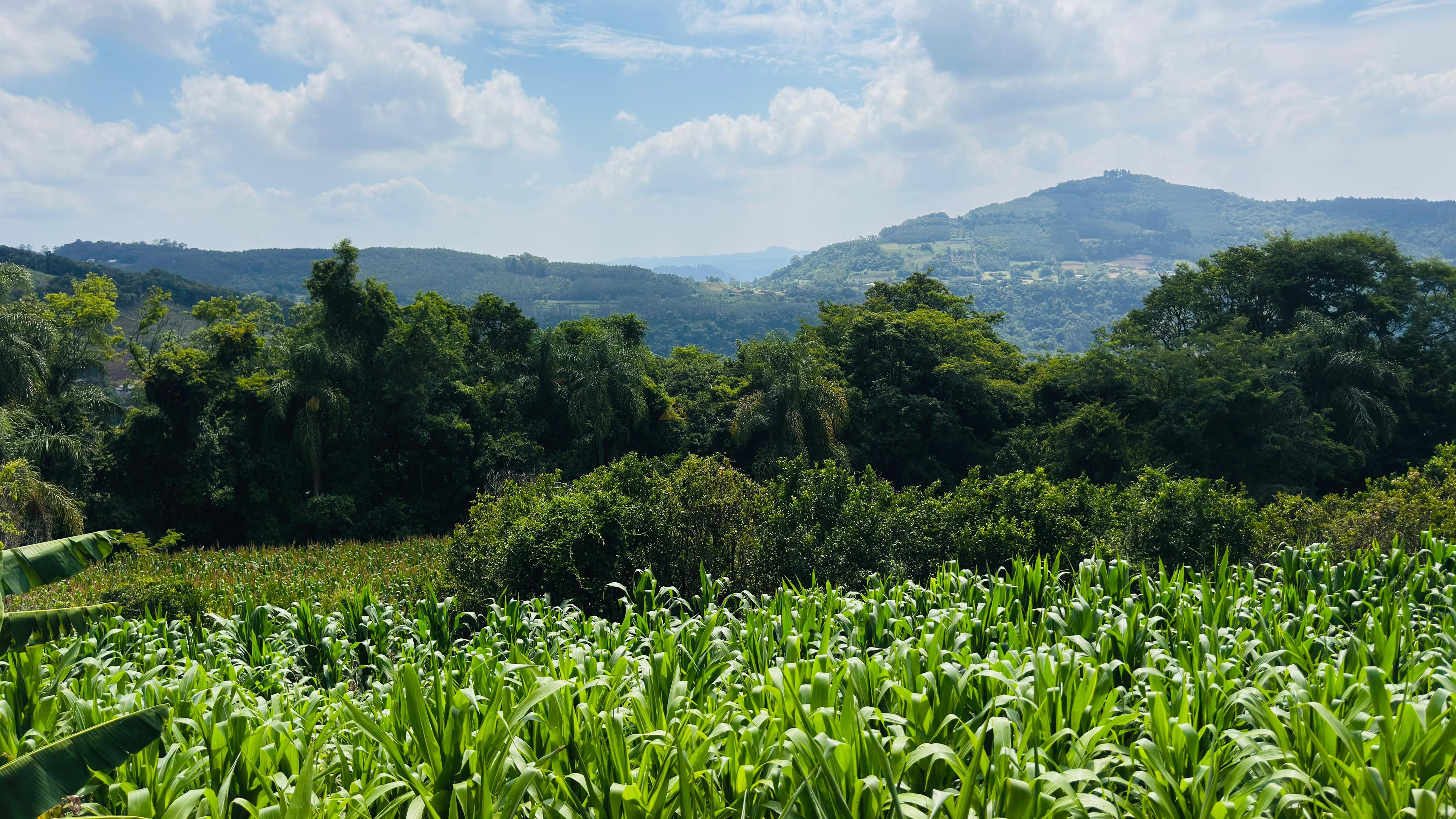 Fazenda à venda com 2 quartos, 30000m² - Foto 6