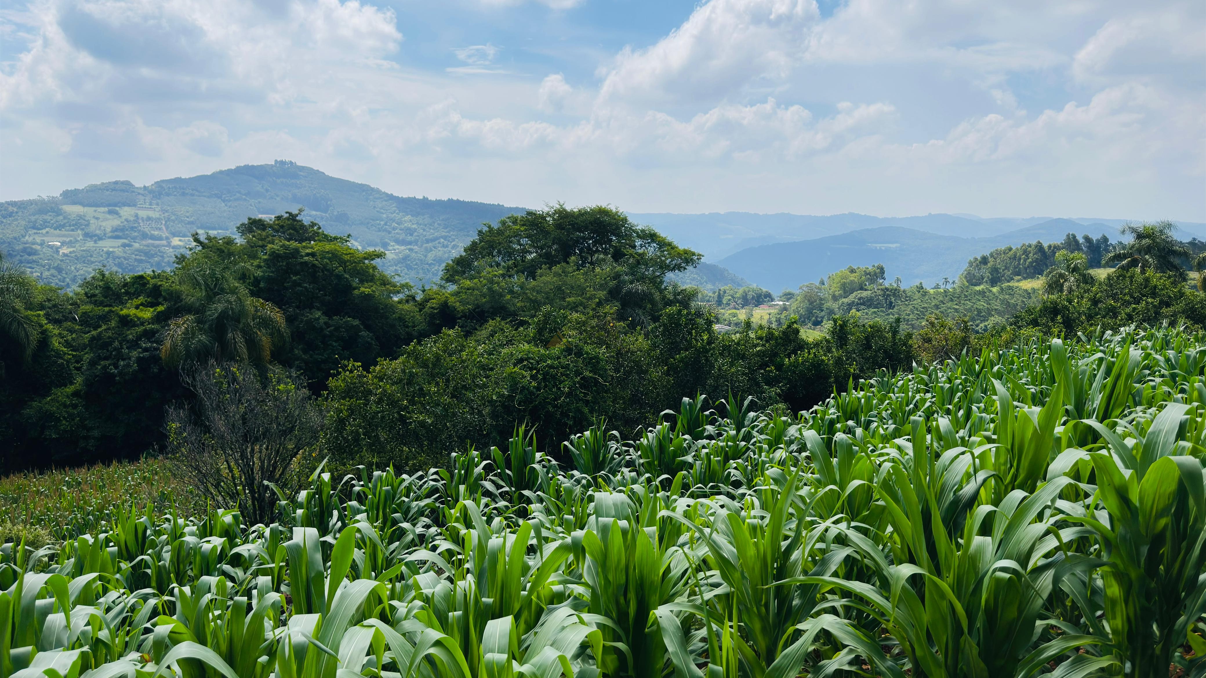 Fazenda à venda com 2 quartos, 30000m² - Foto 8