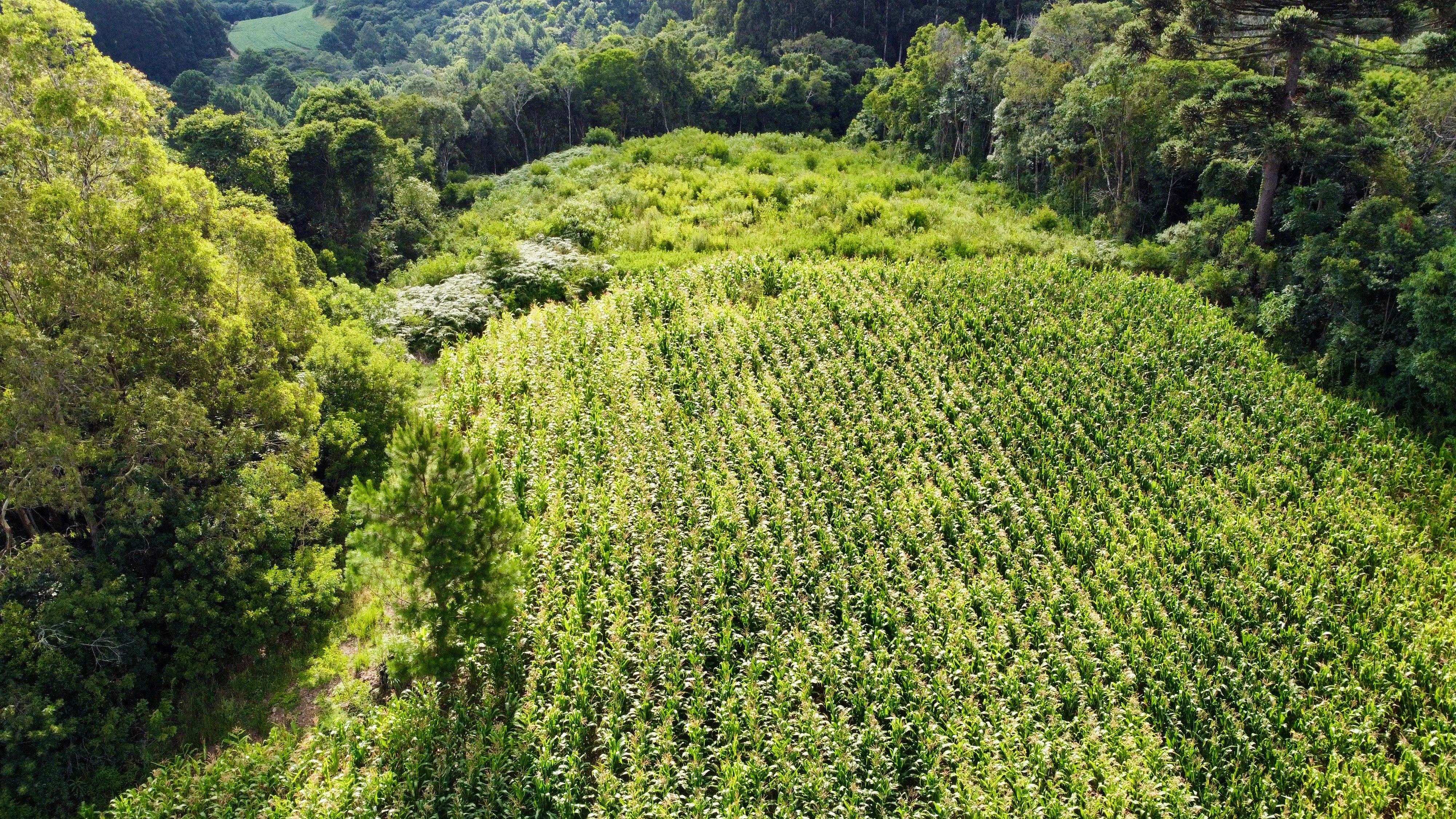 Fazenda à venda, 60000m² - Foto 10