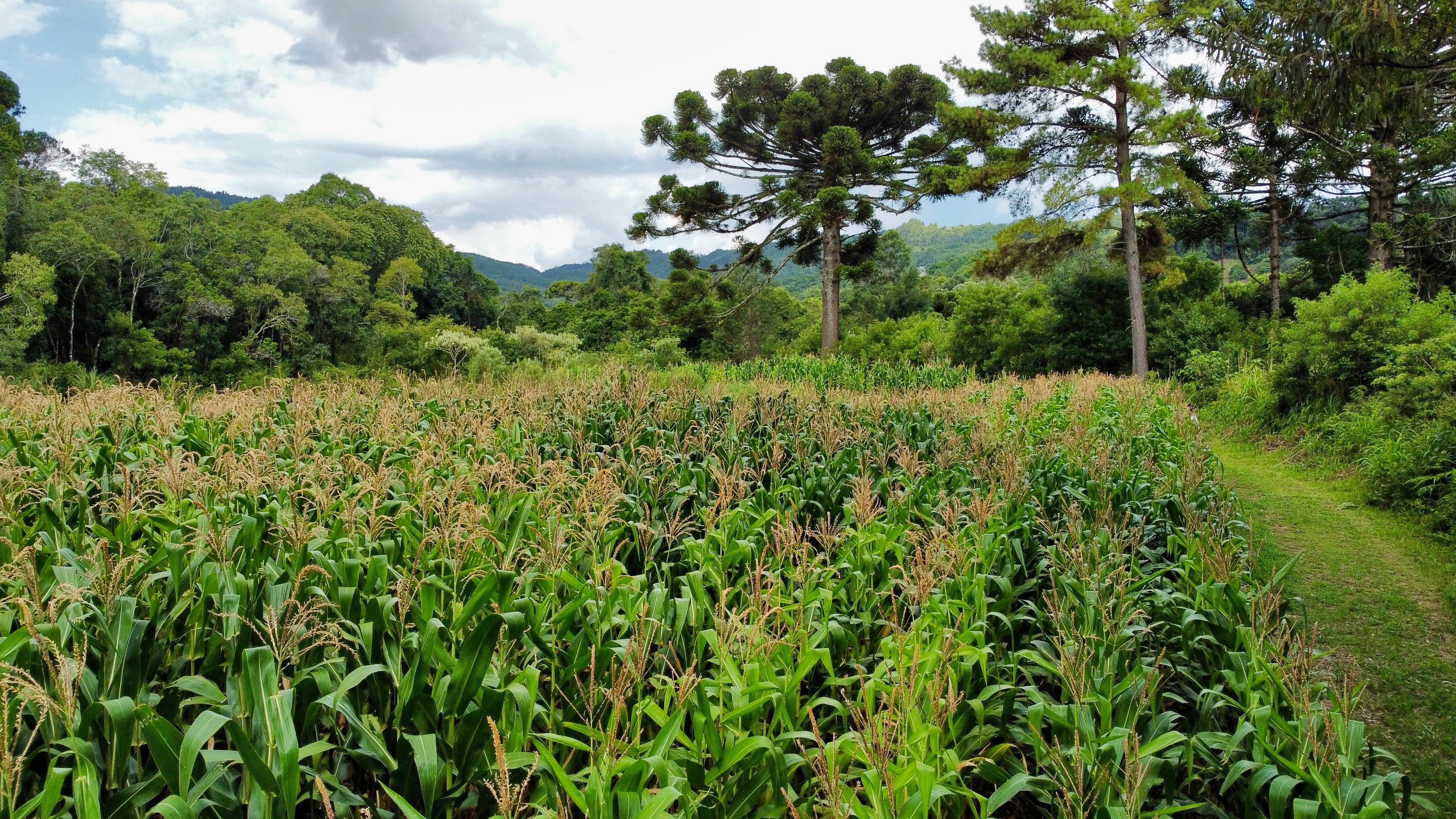 Fazenda à venda, 60000m² - Foto 13