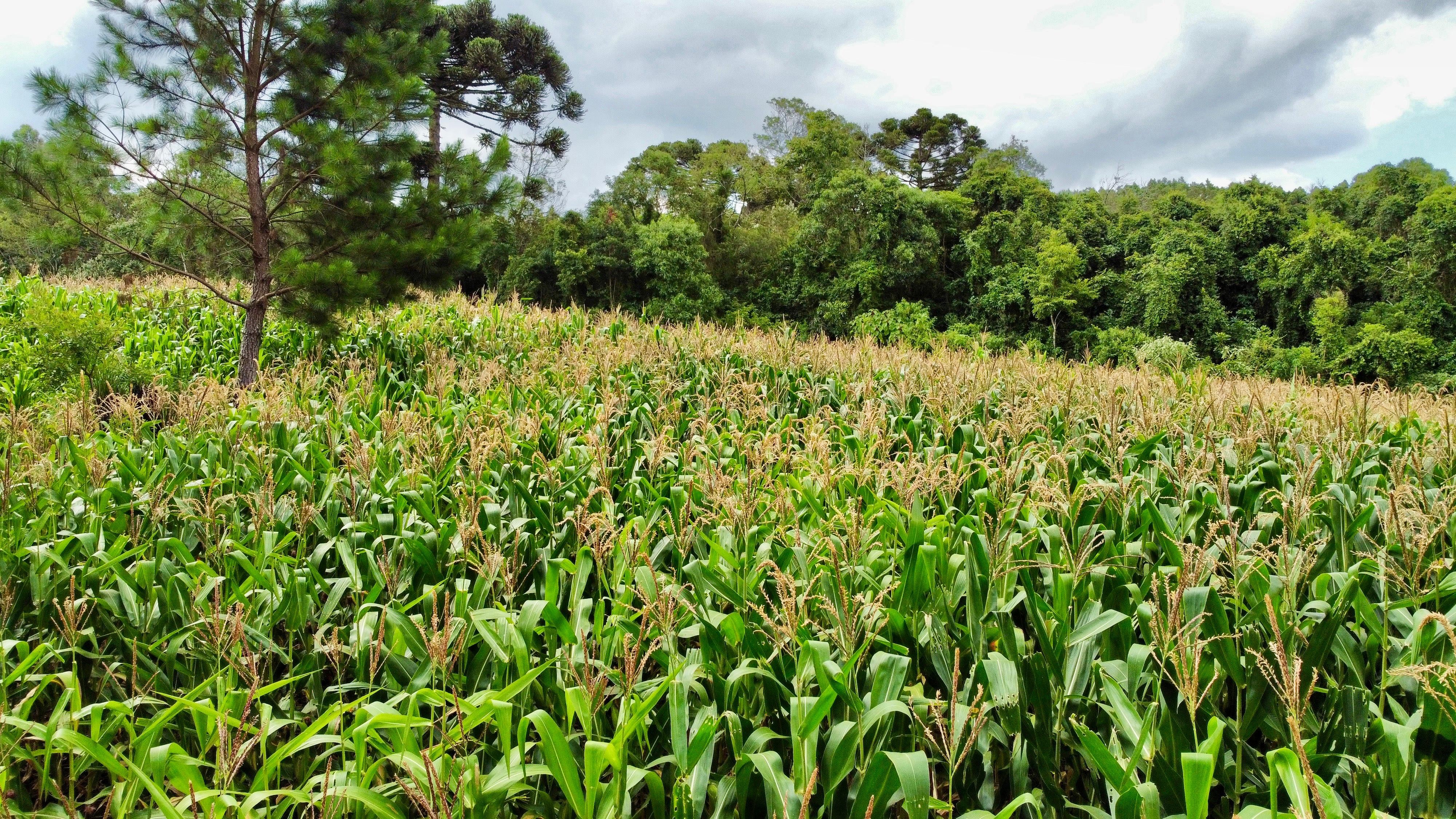 Fazenda à venda, 60000m² - Foto 14