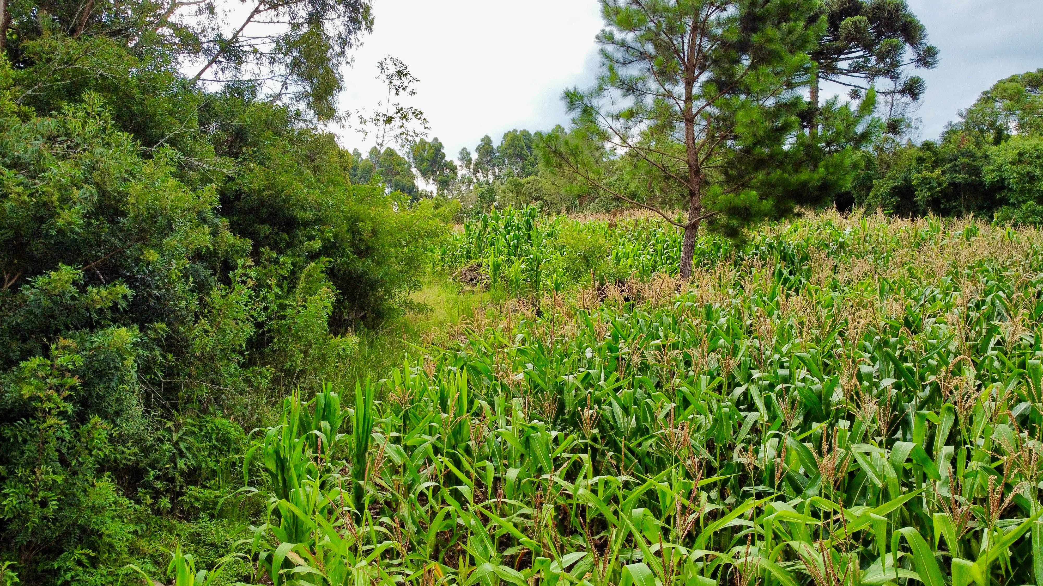 Fazenda à venda, 60000m² - Foto 15