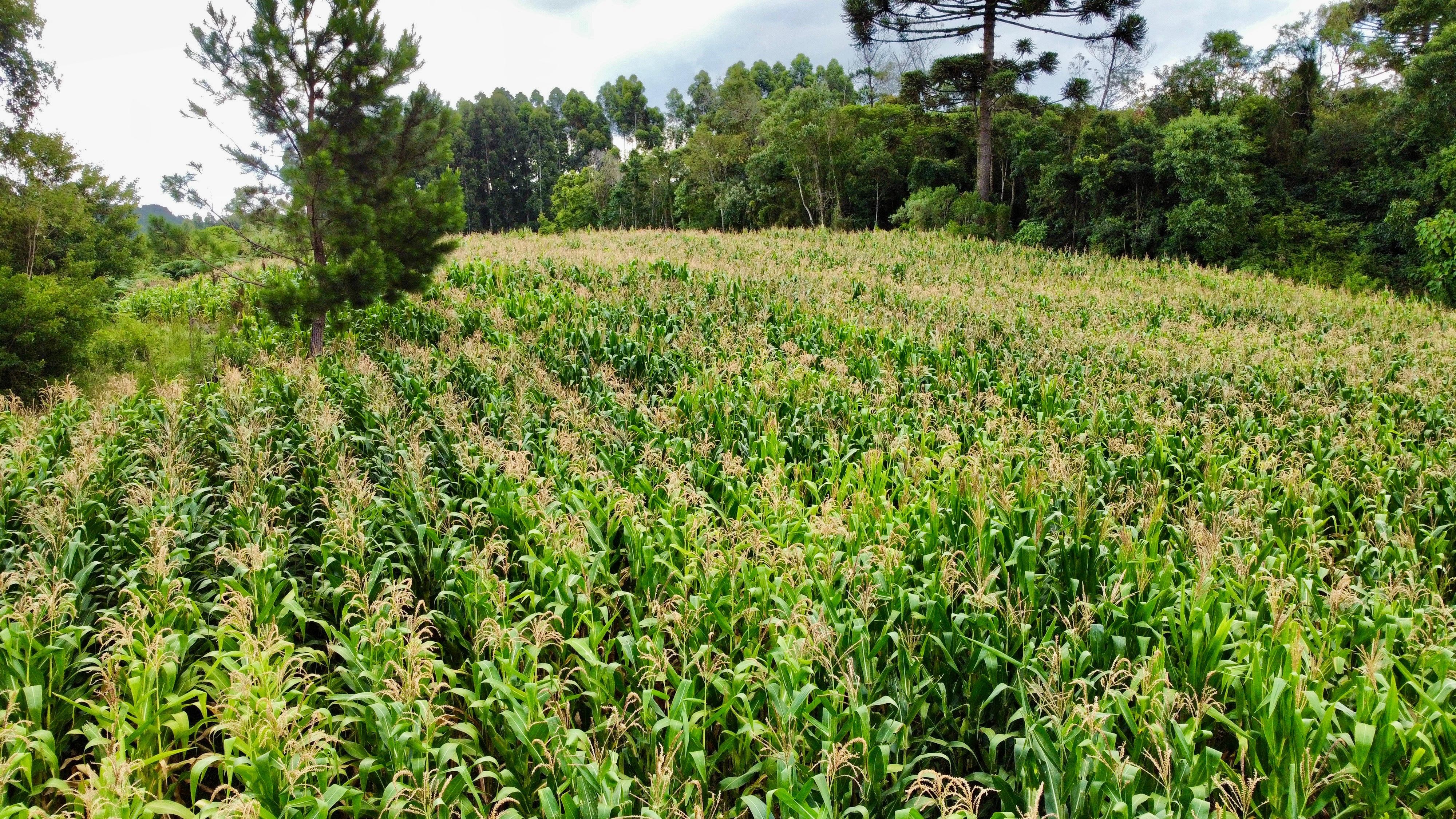 Fazenda à venda, 60000m² - Foto 18