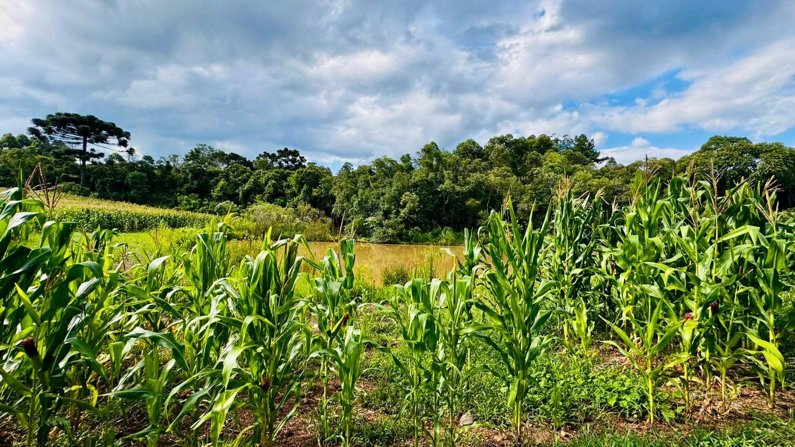 Fazenda à venda, 60000m² - Foto 4