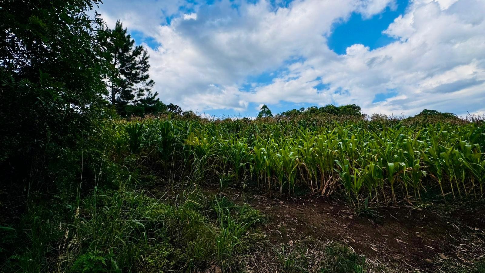 Fazenda à venda, 60000m² - Foto 5