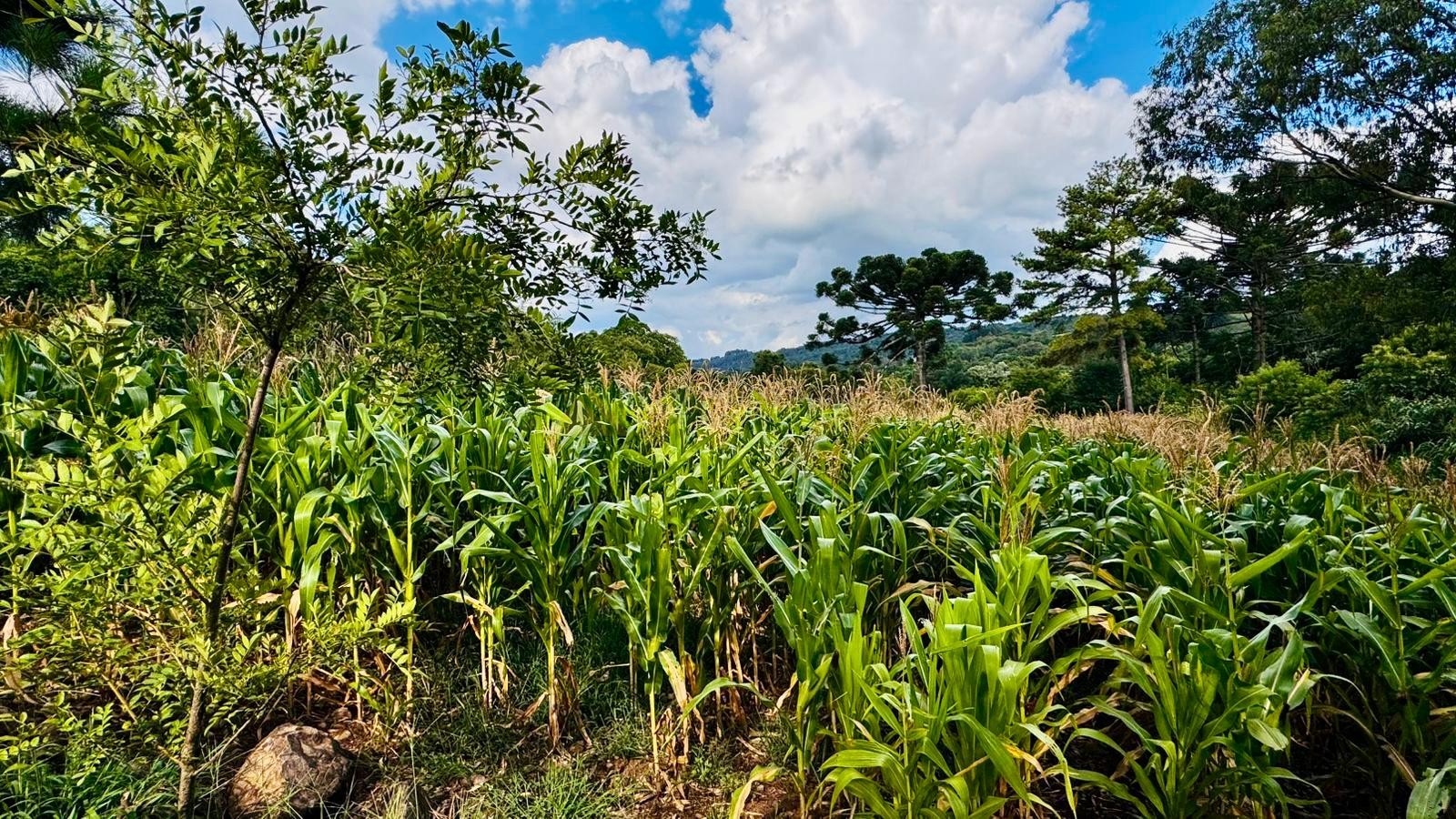 Fazenda à venda, 60000m² - Foto 6