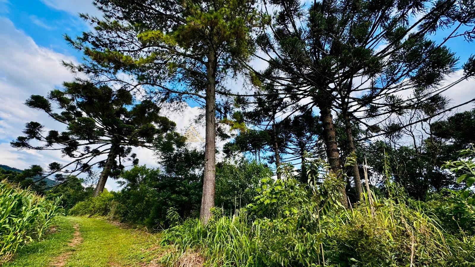 Fazenda à venda, 60000m² - Foto 7