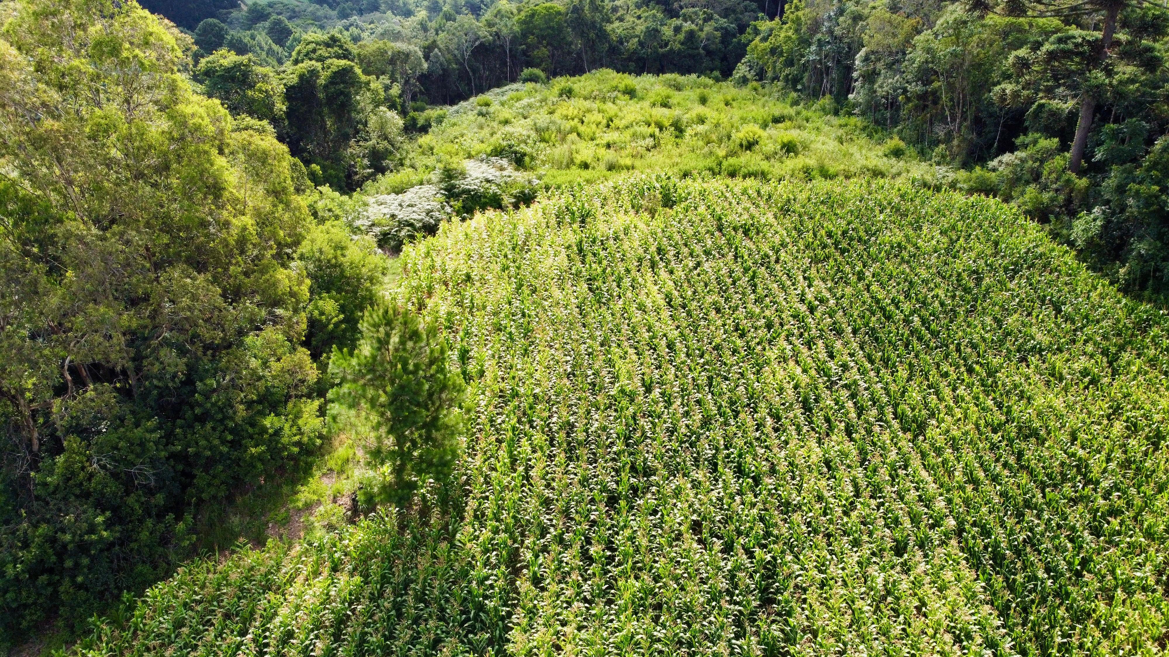 Fazenda à venda, 60000m² - Foto 9