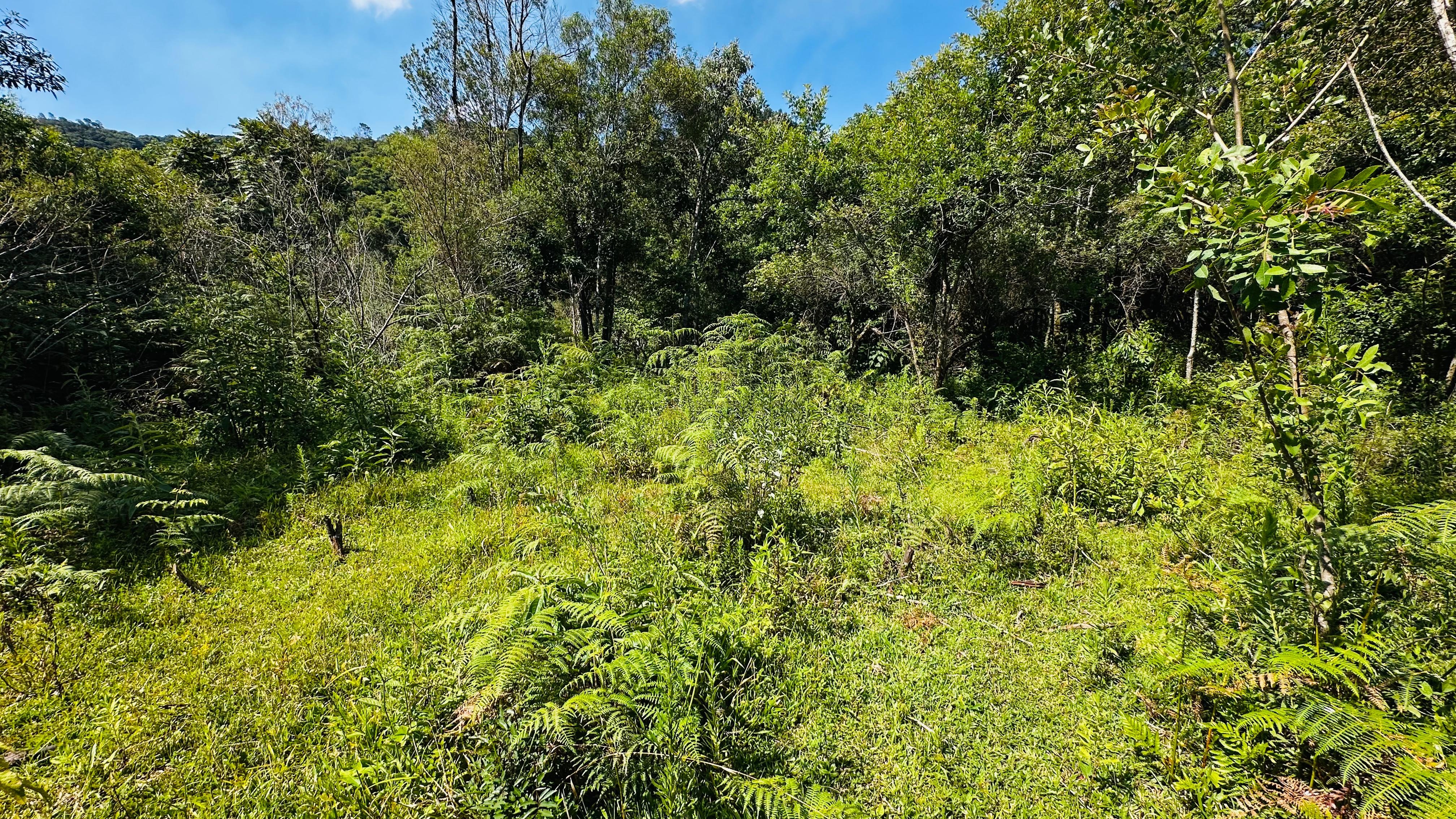 Fazenda à venda, 29000m² - Foto 1