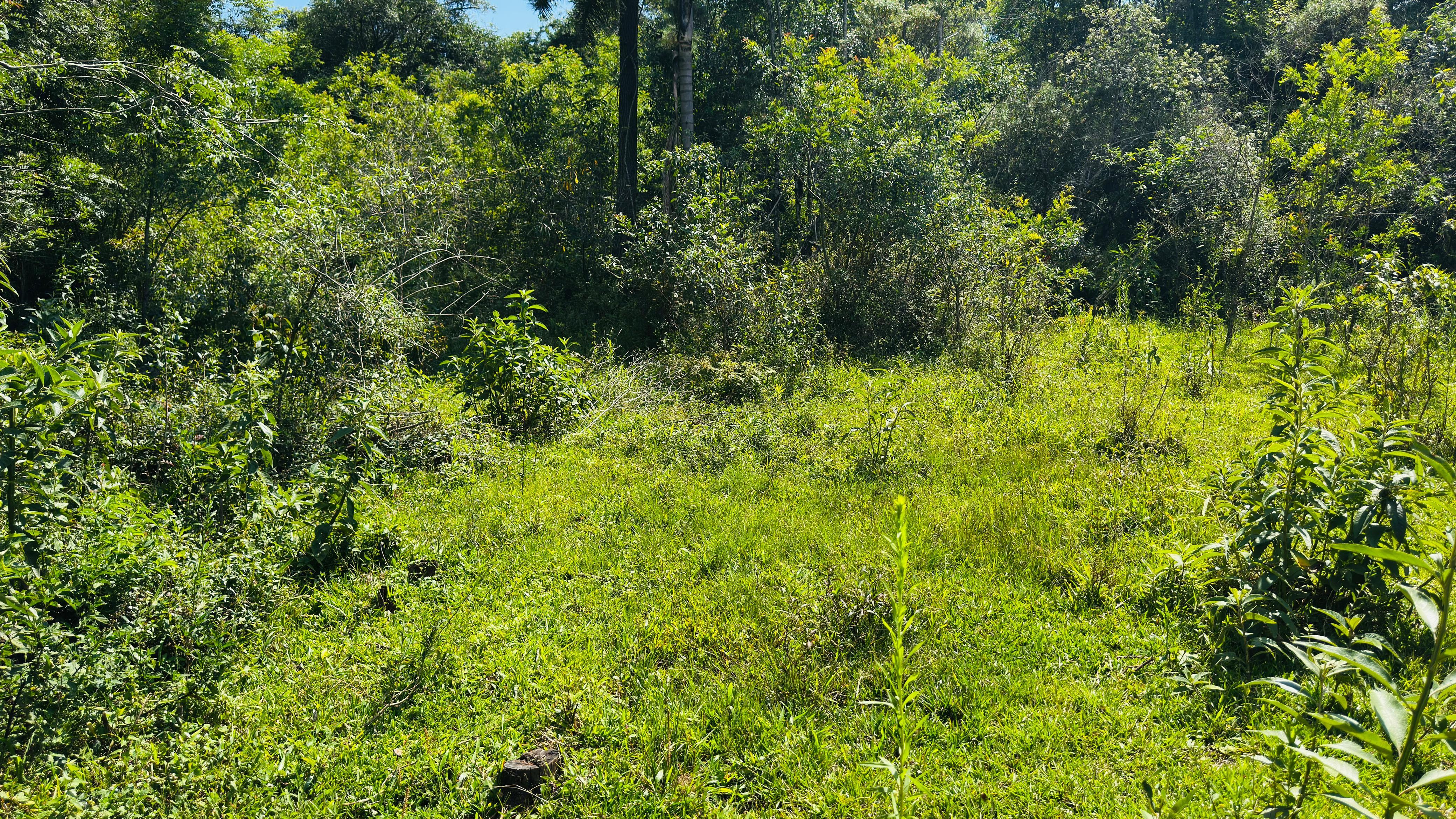 Fazenda à venda, 29000m² - Foto 3