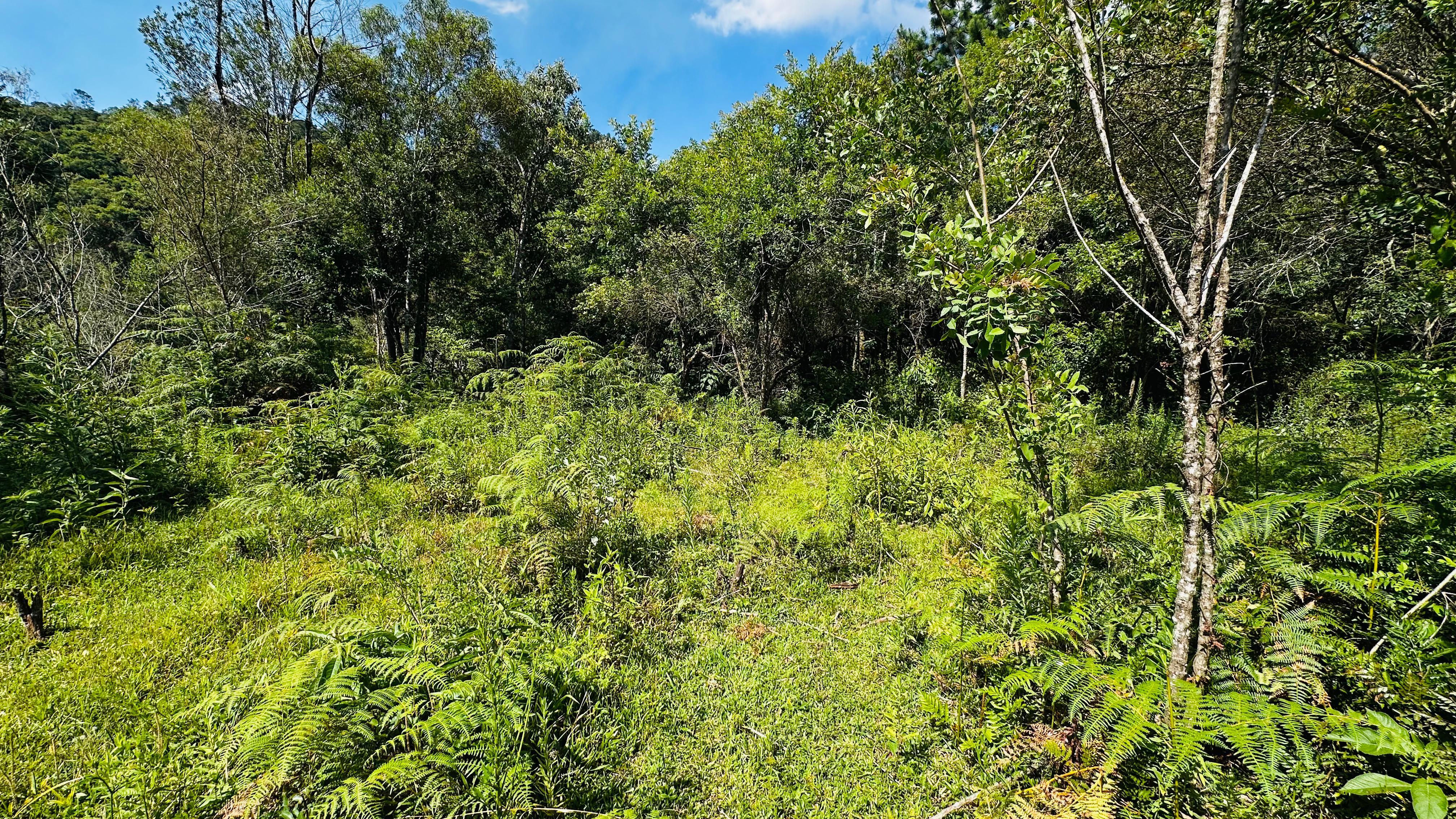 Fazenda à venda, 29000m² - Foto 5