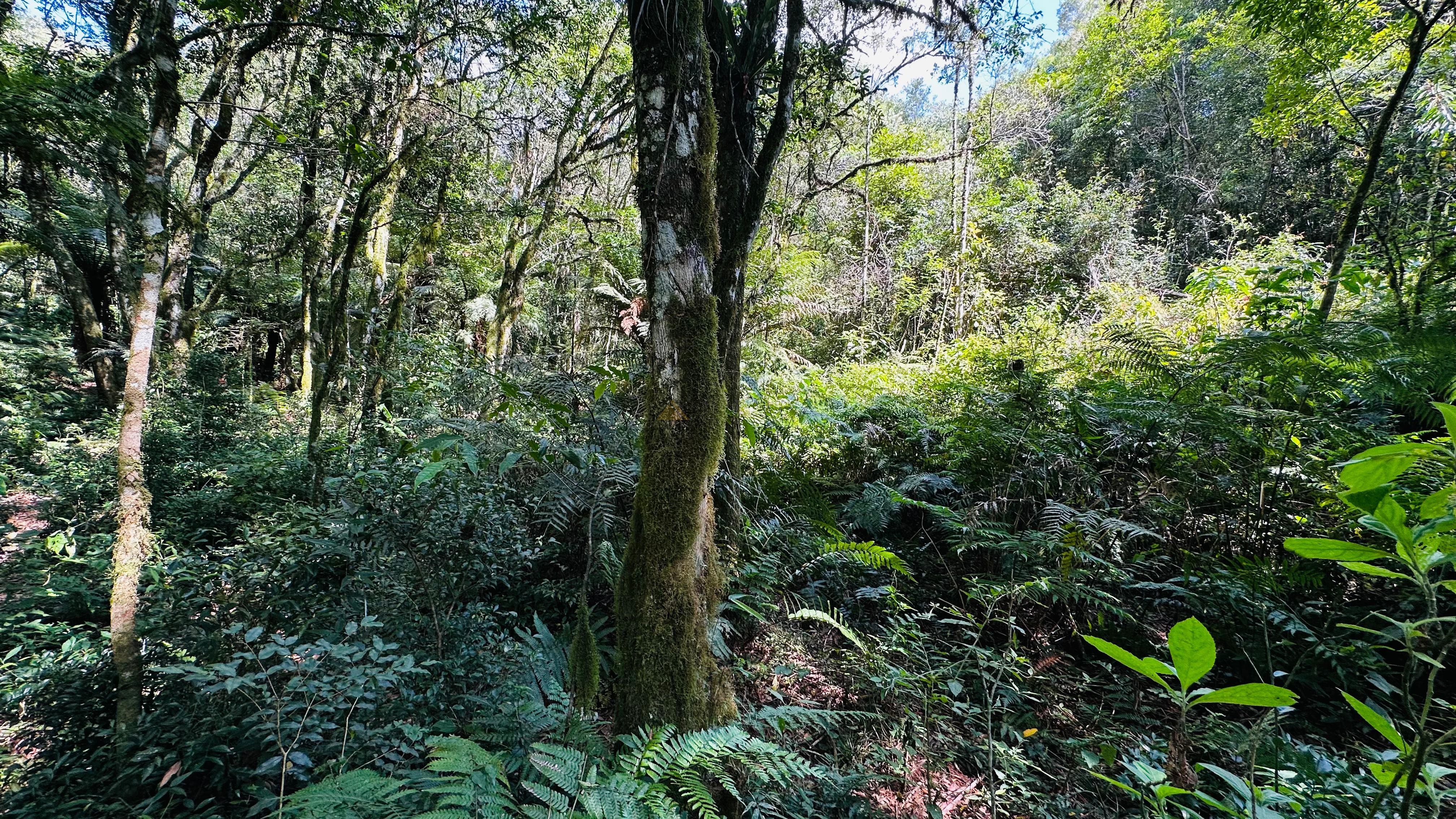 Fazenda à venda, 29000m² - Foto 6