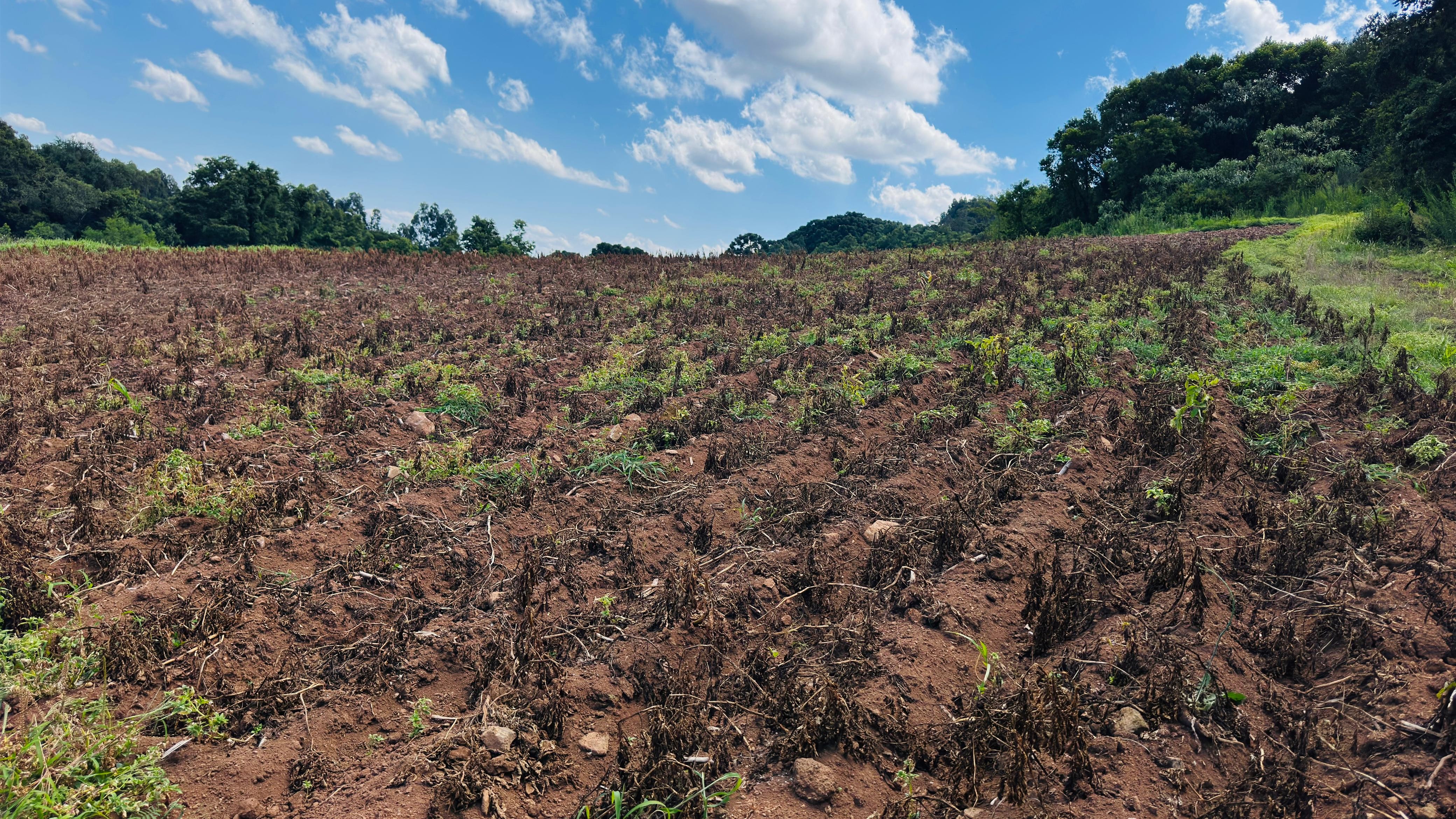 Fazenda à venda com 2 quartos, 58000m² - Foto 10