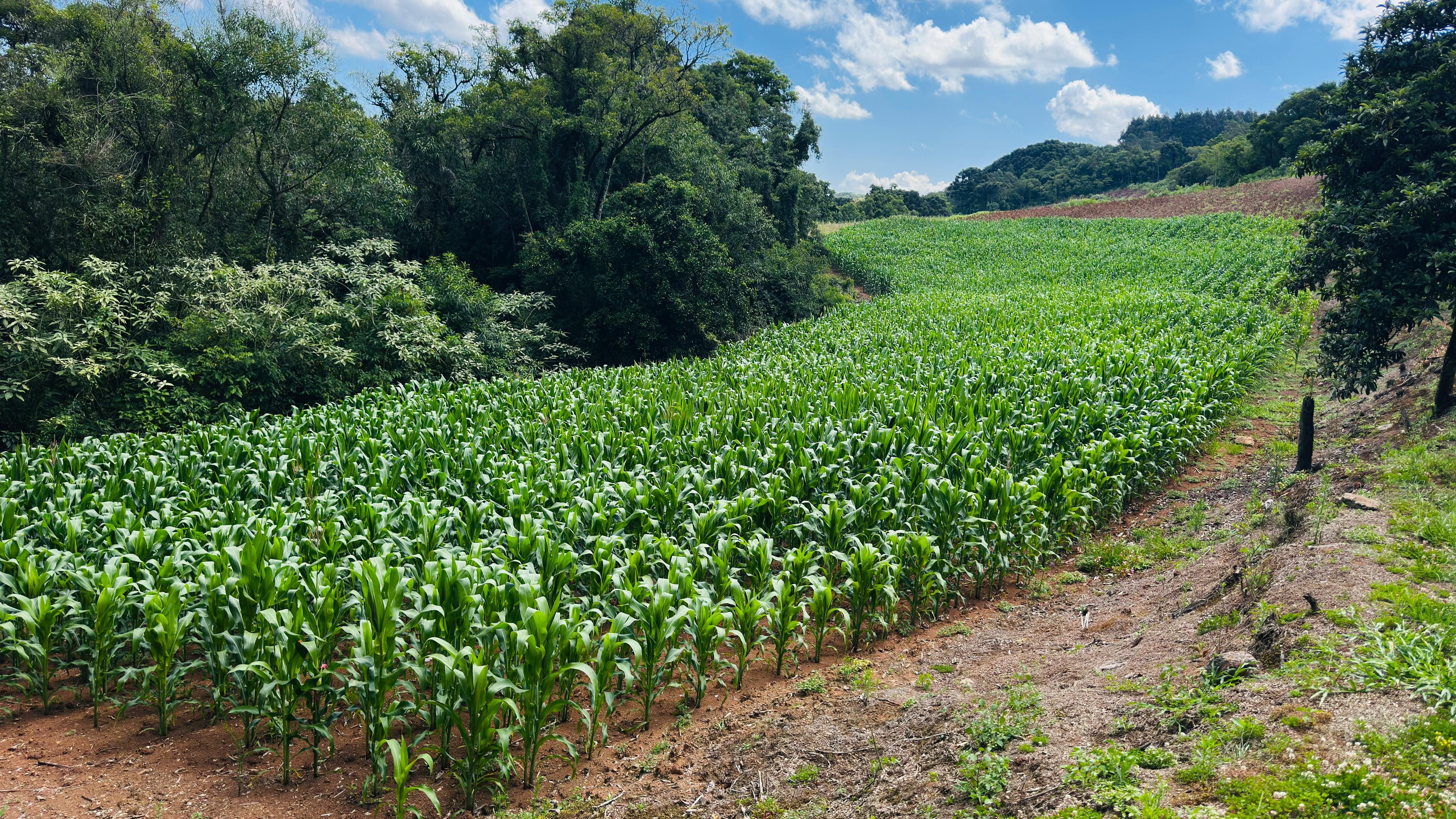 Fazenda à venda com 2 quartos, 58000m² - Foto 11