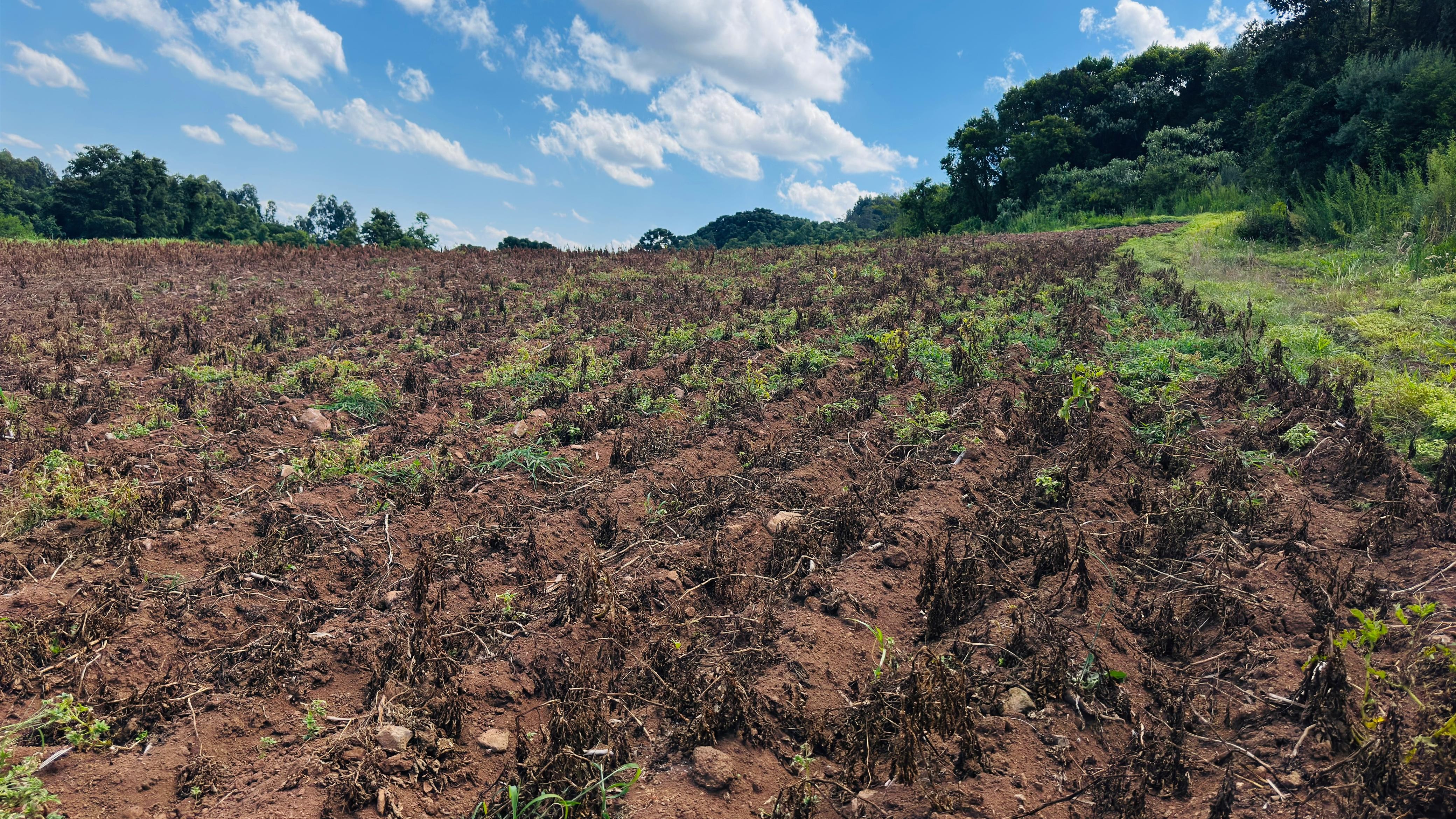 Fazenda à venda com 2 quartos, 58000m² - Foto 7