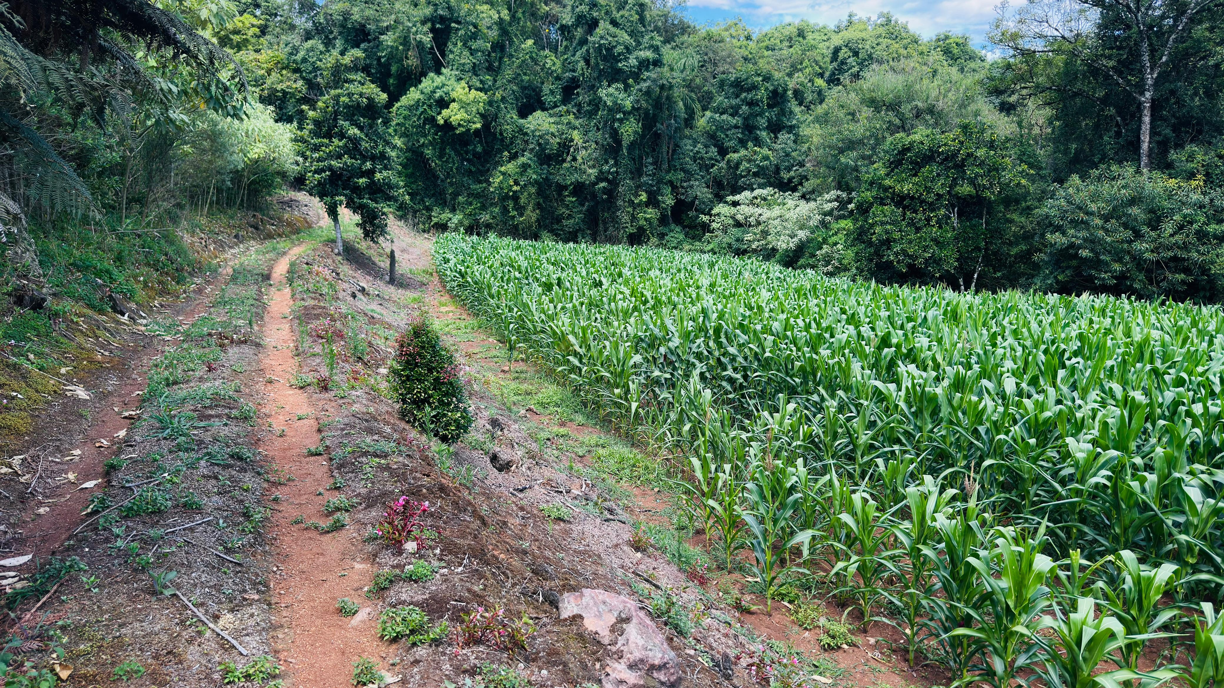 Fazenda à venda com 2 quartos, 58000m² - Foto 8