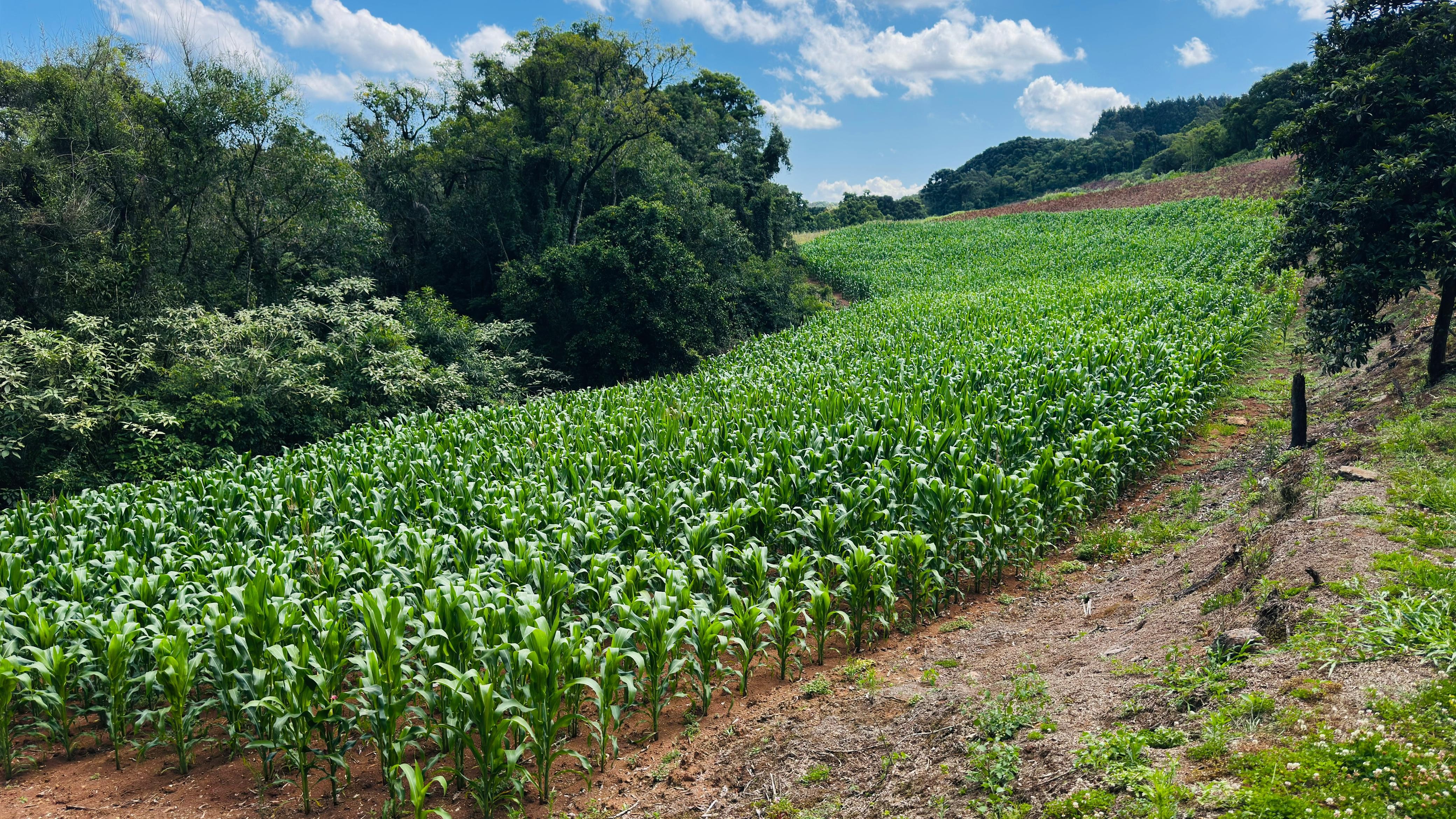 Fazenda à venda com 2 quartos, 58000m² - Foto 9