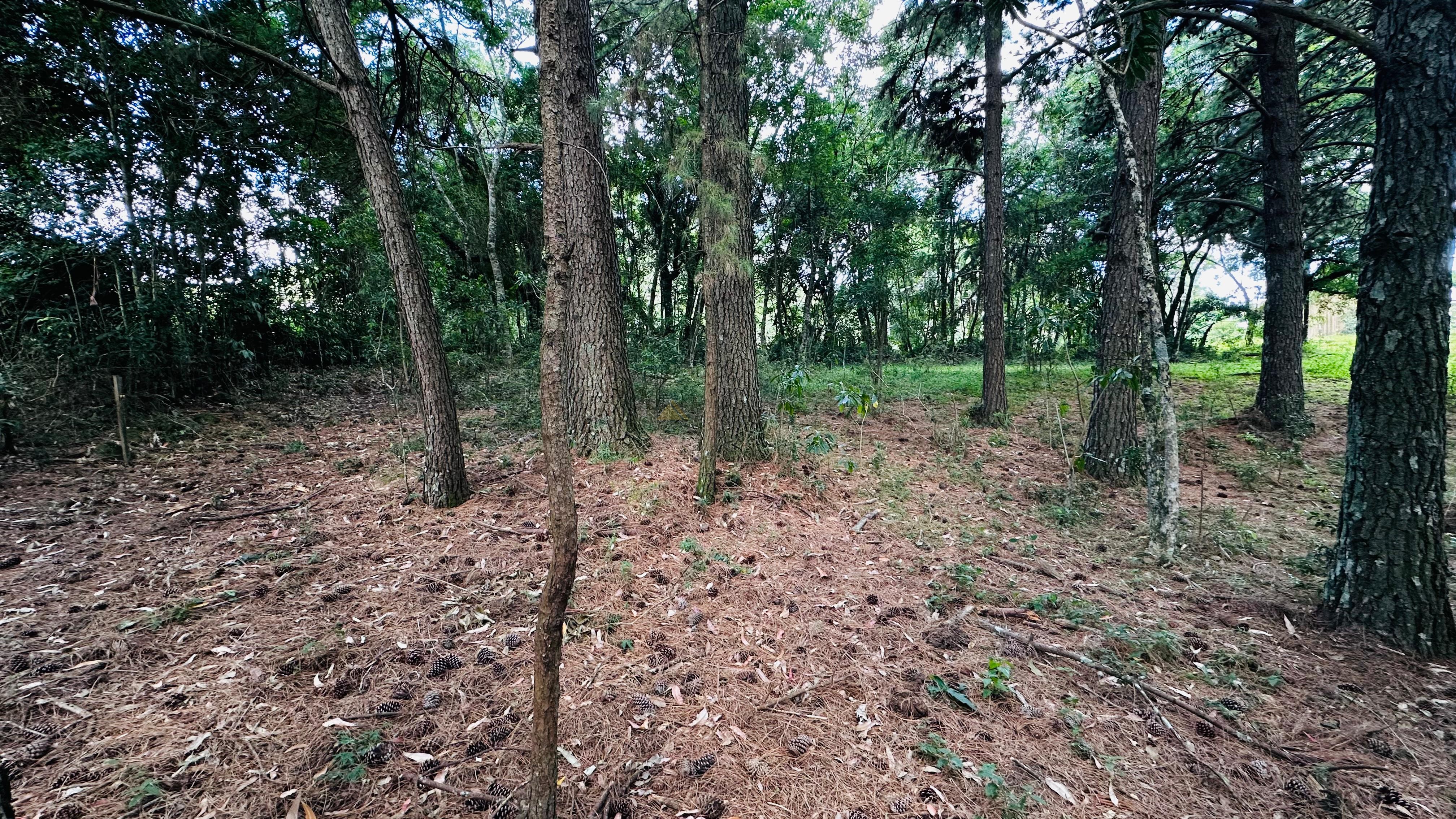 Fazenda à venda, 5000m² - Foto 8