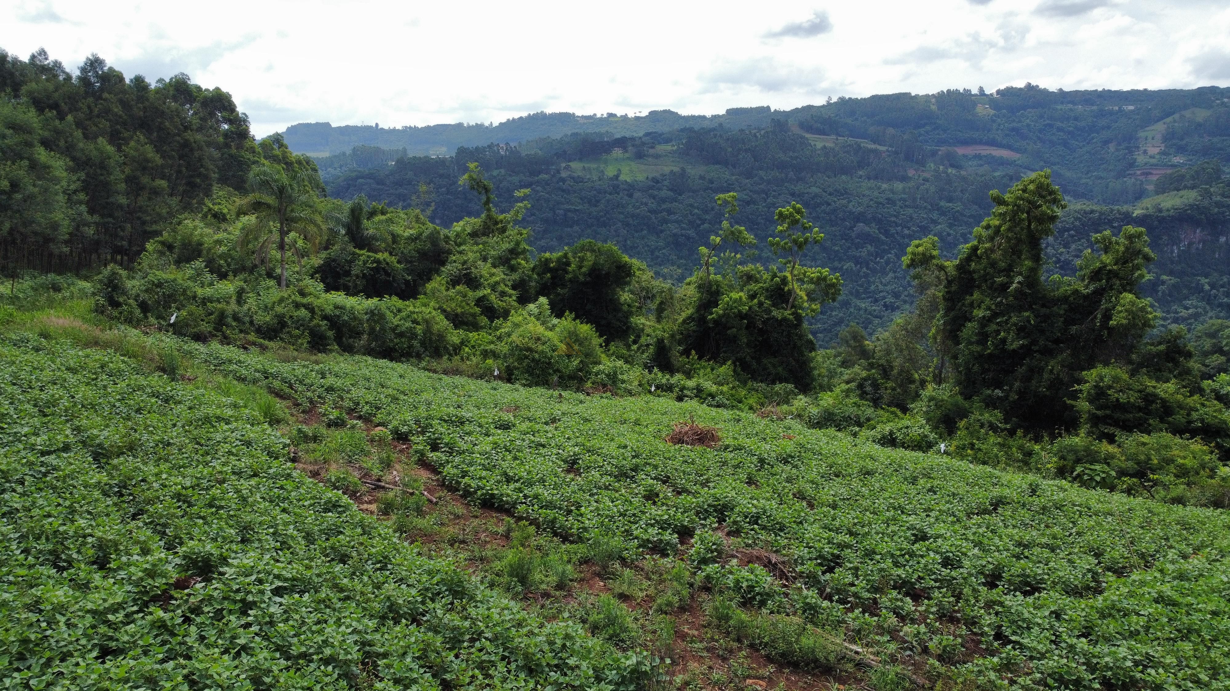 Fazenda à venda, 40000m² - Foto 10