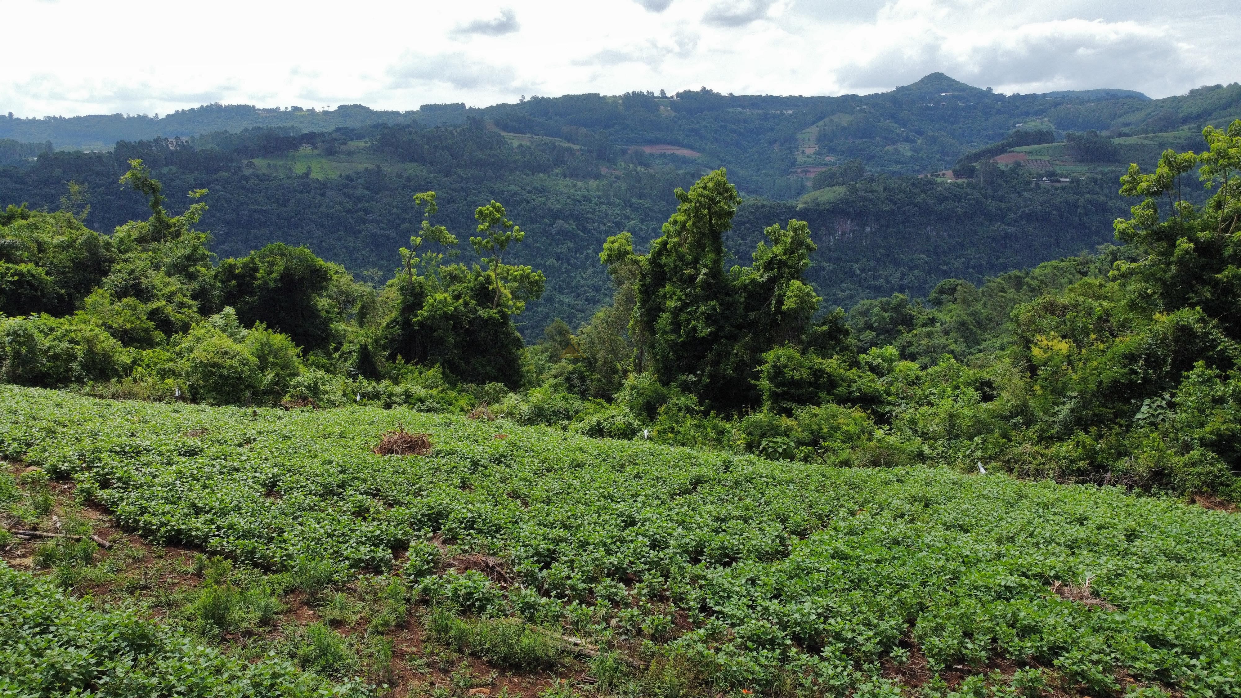 Fazenda à venda, 40000m² - Foto 11