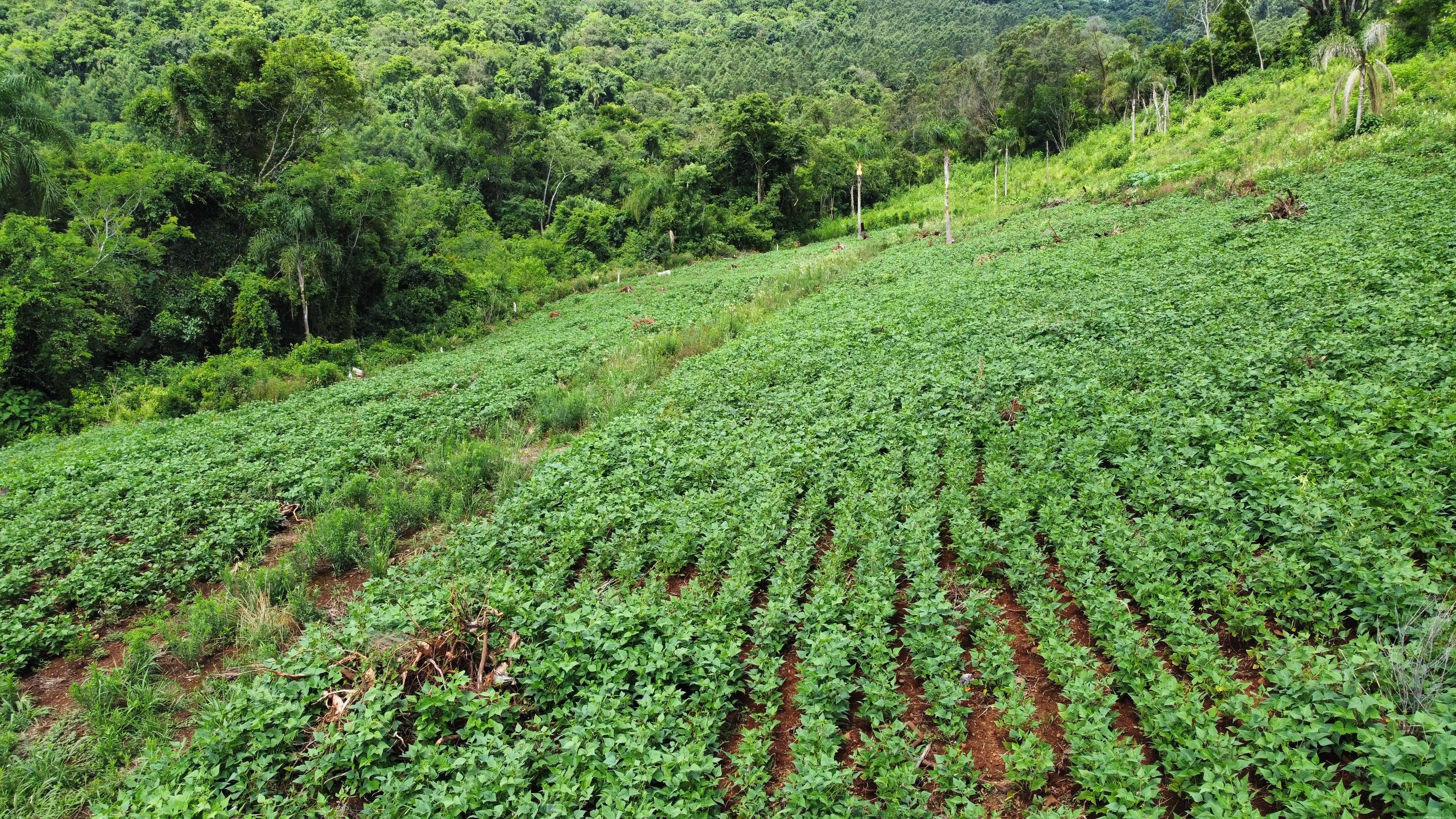 Fazenda à venda, 40000m² - Foto 12