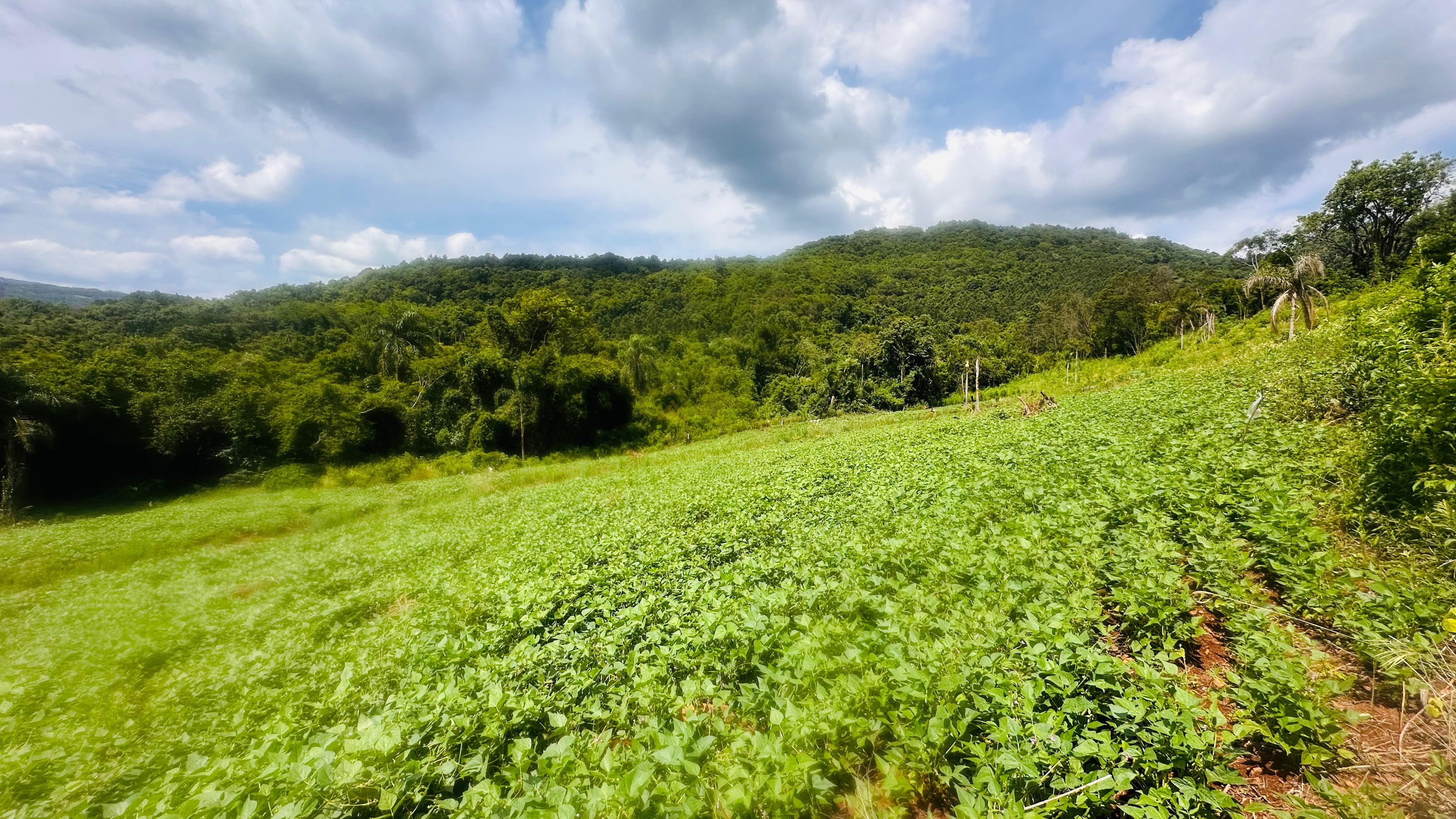 Fazenda à venda, 40000m² - Foto 13