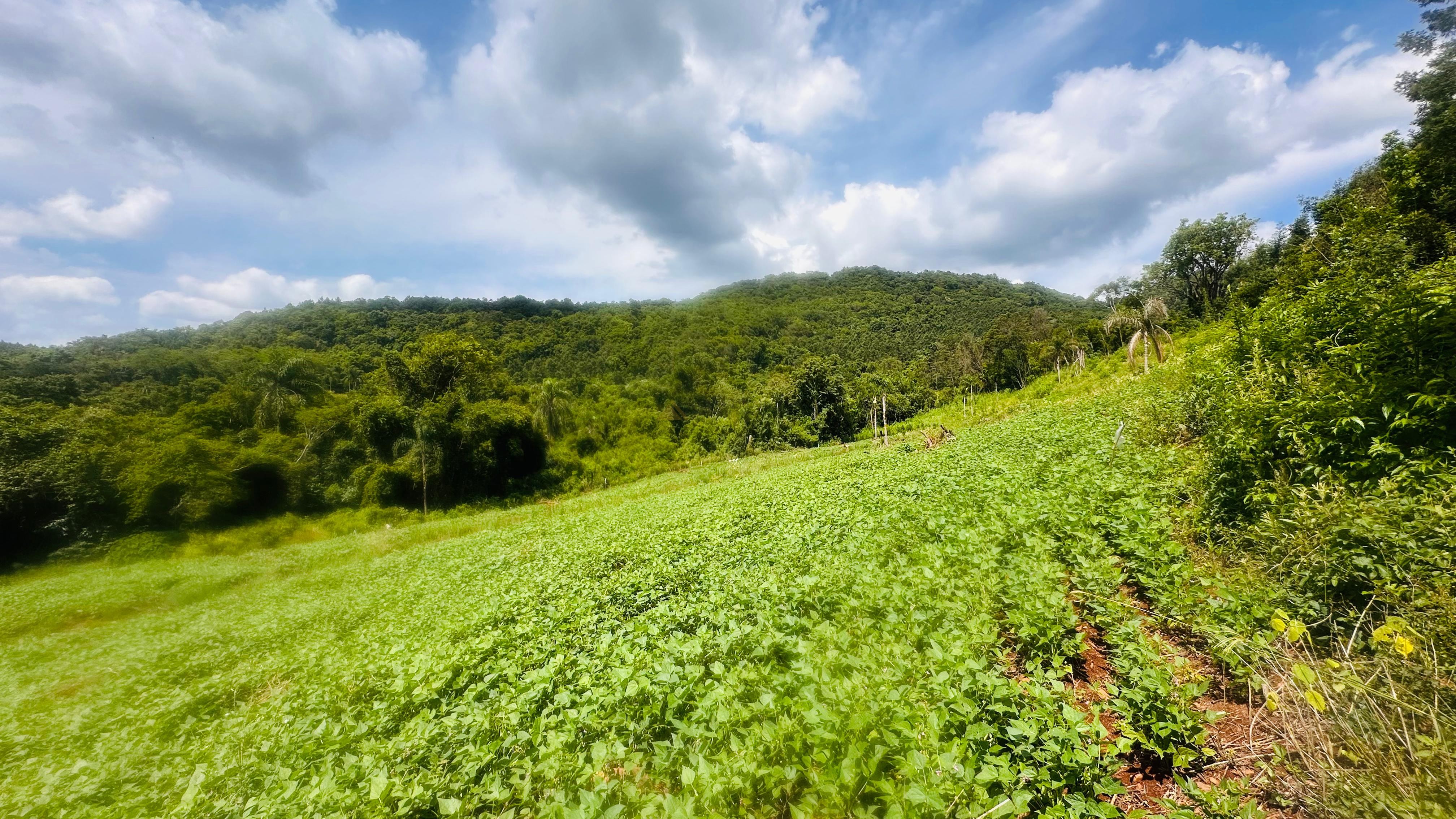 Fazenda à venda, 40000m² - Foto 14