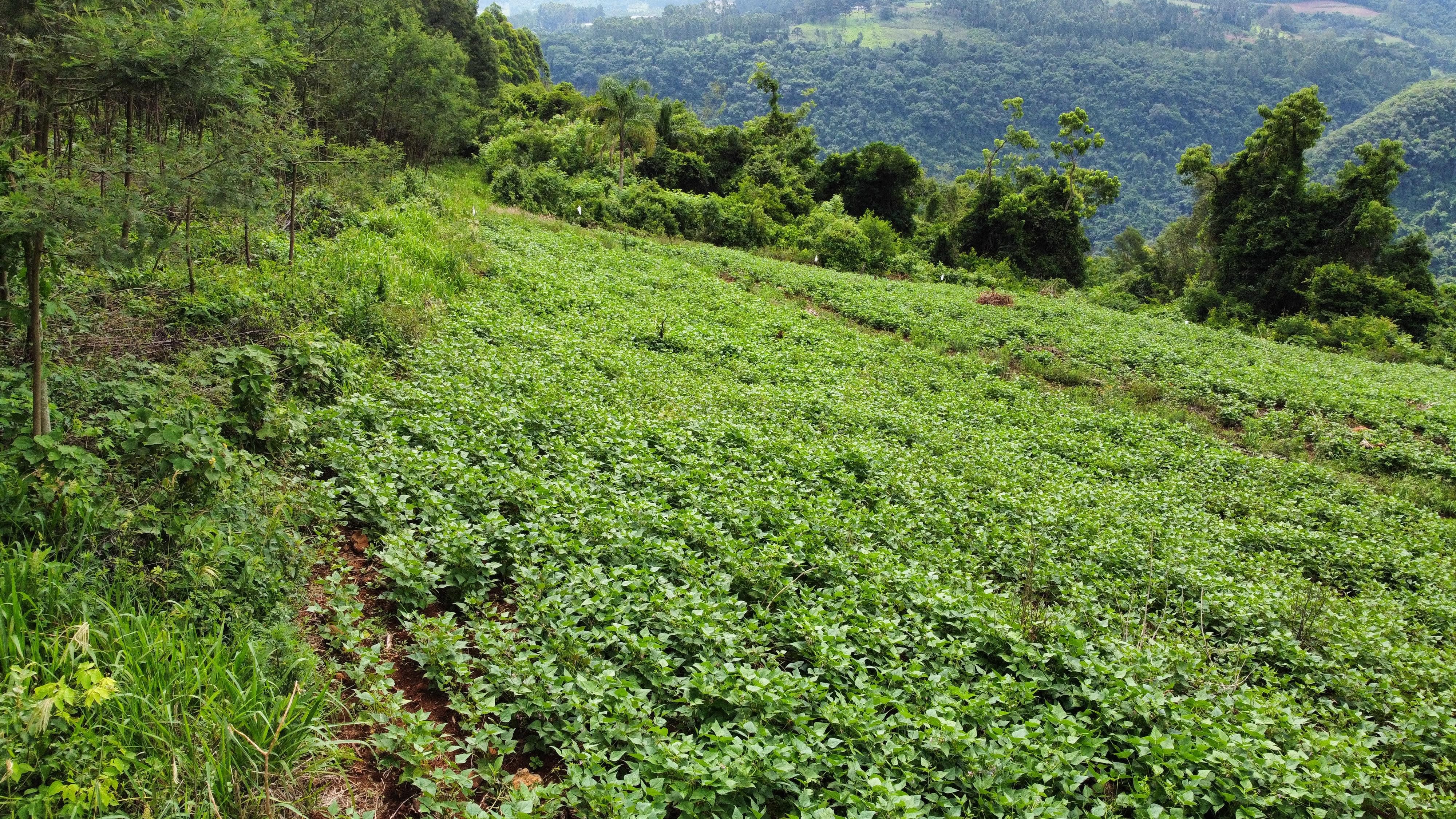 Fazenda à venda, 40000m² - Foto 3