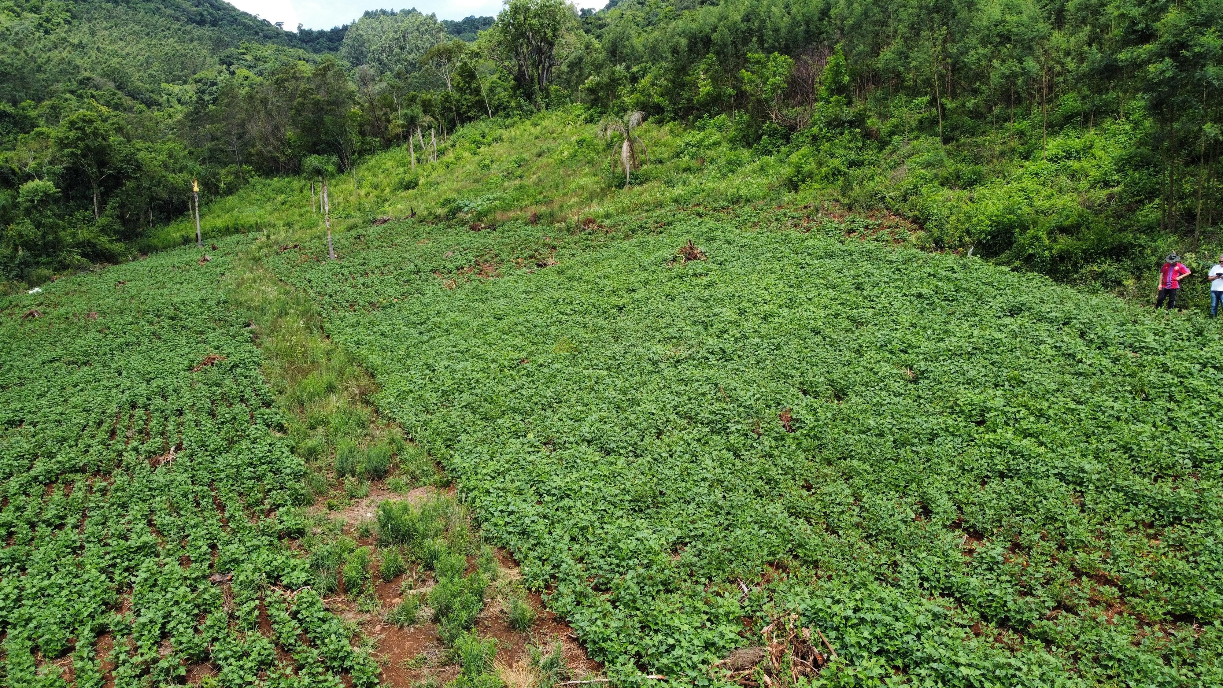 Fazenda à venda, 40000m² - Foto 4