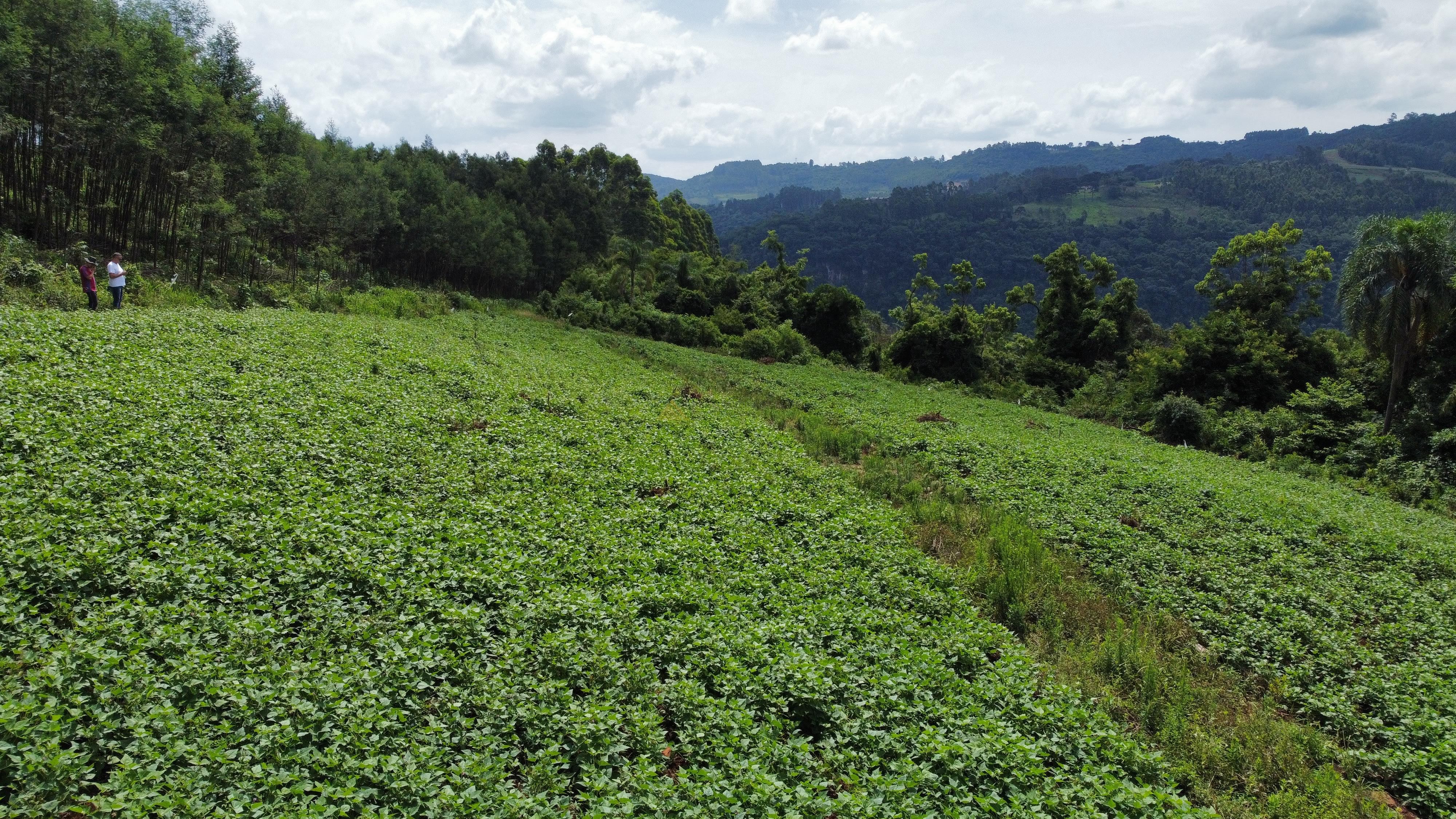 Fazenda à venda, 40000m² - Foto 6