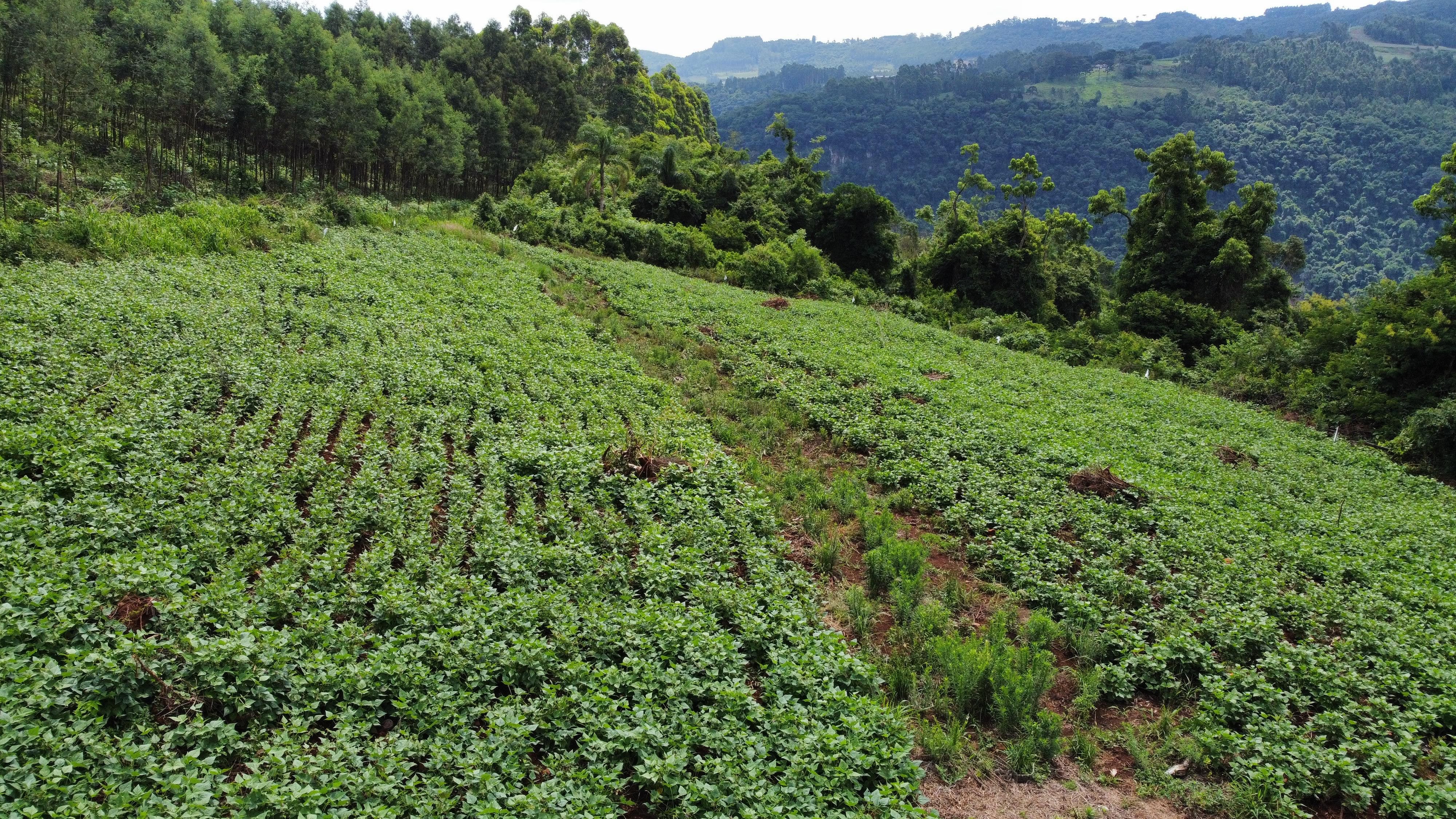 Fazenda à venda, 40000m² - Foto 7