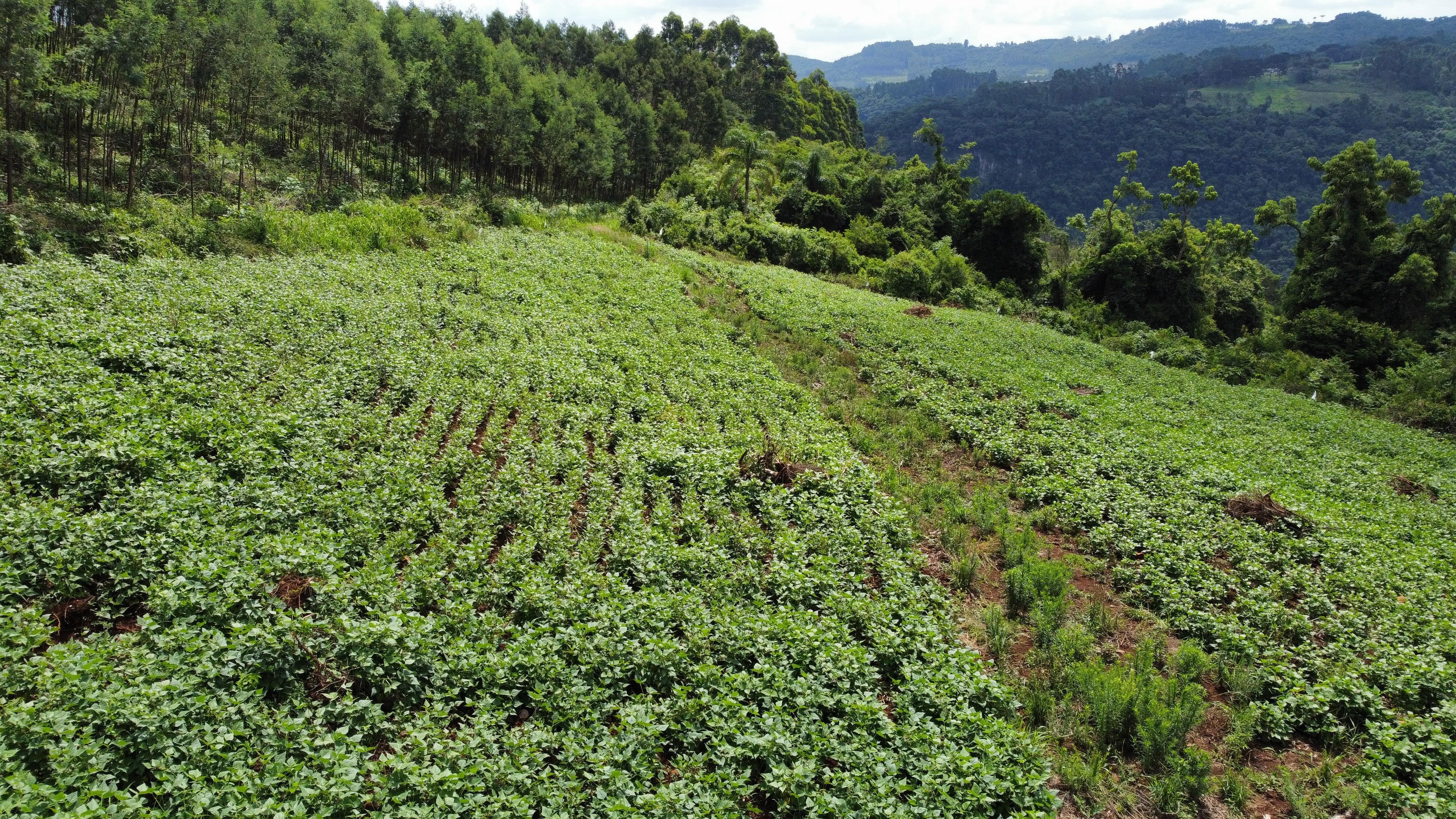 Fazenda à venda, 40000m² - Foto 8