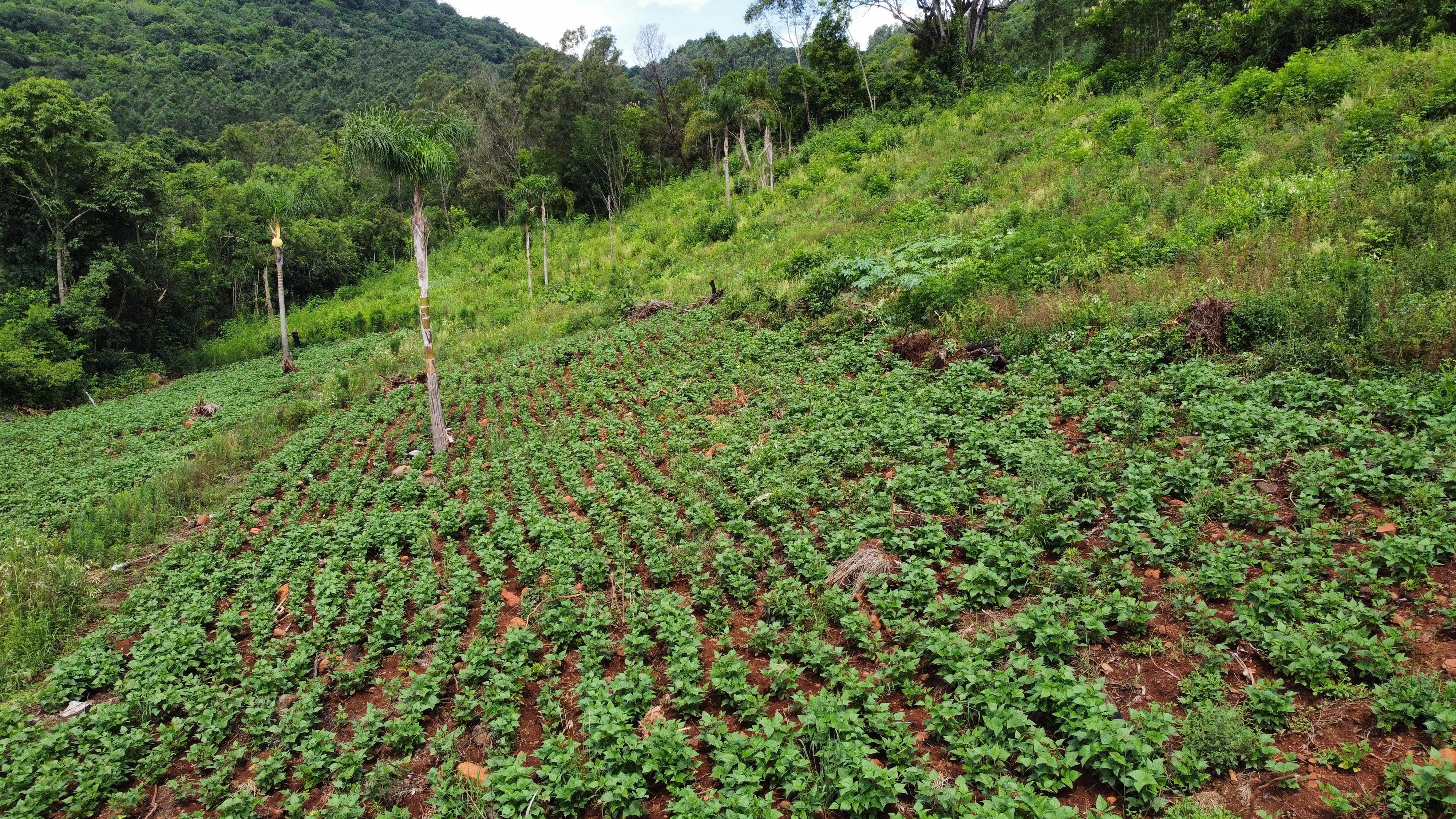 Fazenda à venda, 40000m² - Foto 9