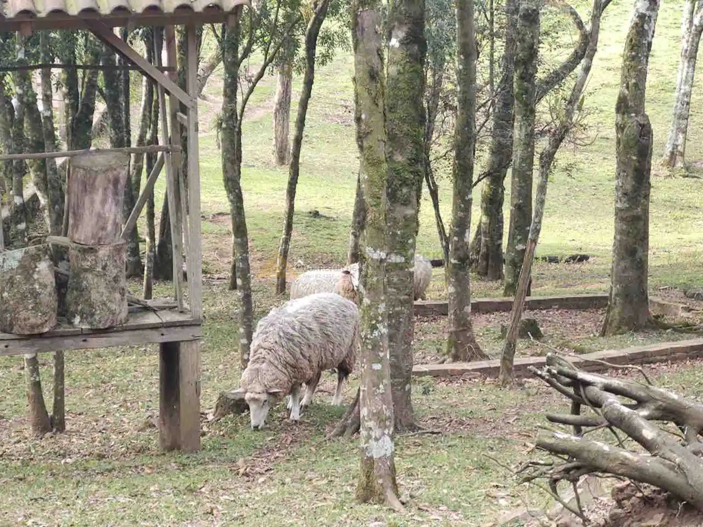 Fazenda à venda com 4 quartos, 350m² - Foto 9