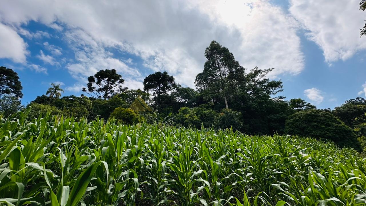 Fazenda à venda com 1 quarto, 61612m² - Foto 1