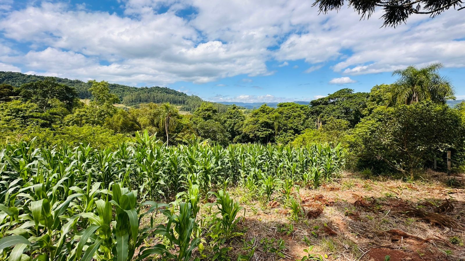 Fazenda à venda com 1 quarto, 61612m² - Foto 4