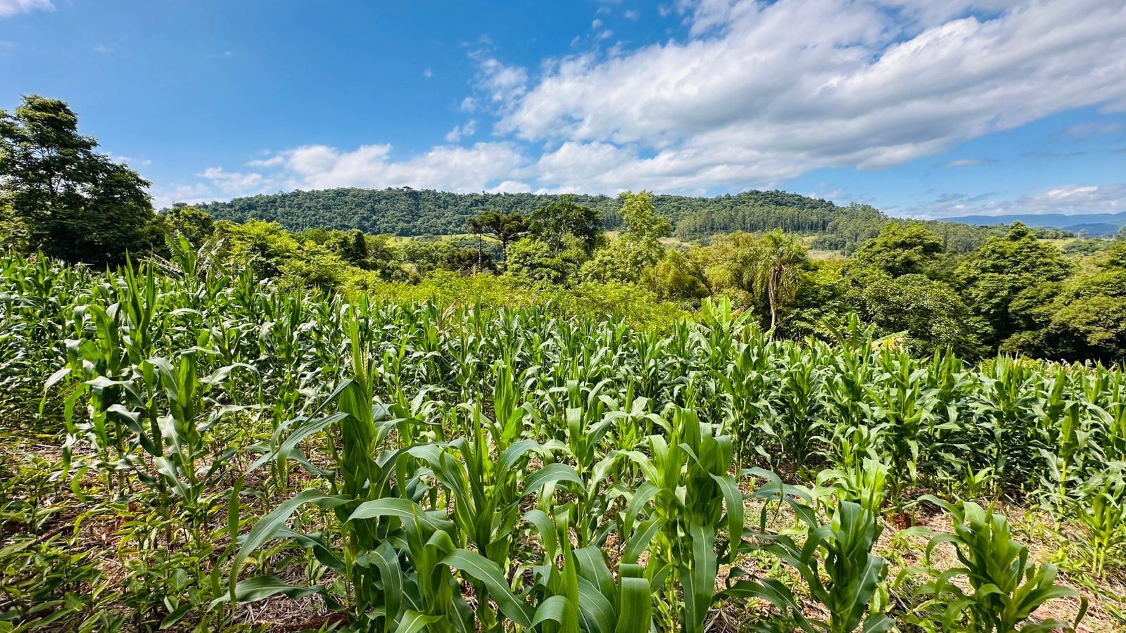 Fazenda à venda com 1 quarto, 61612m² - Foto 5