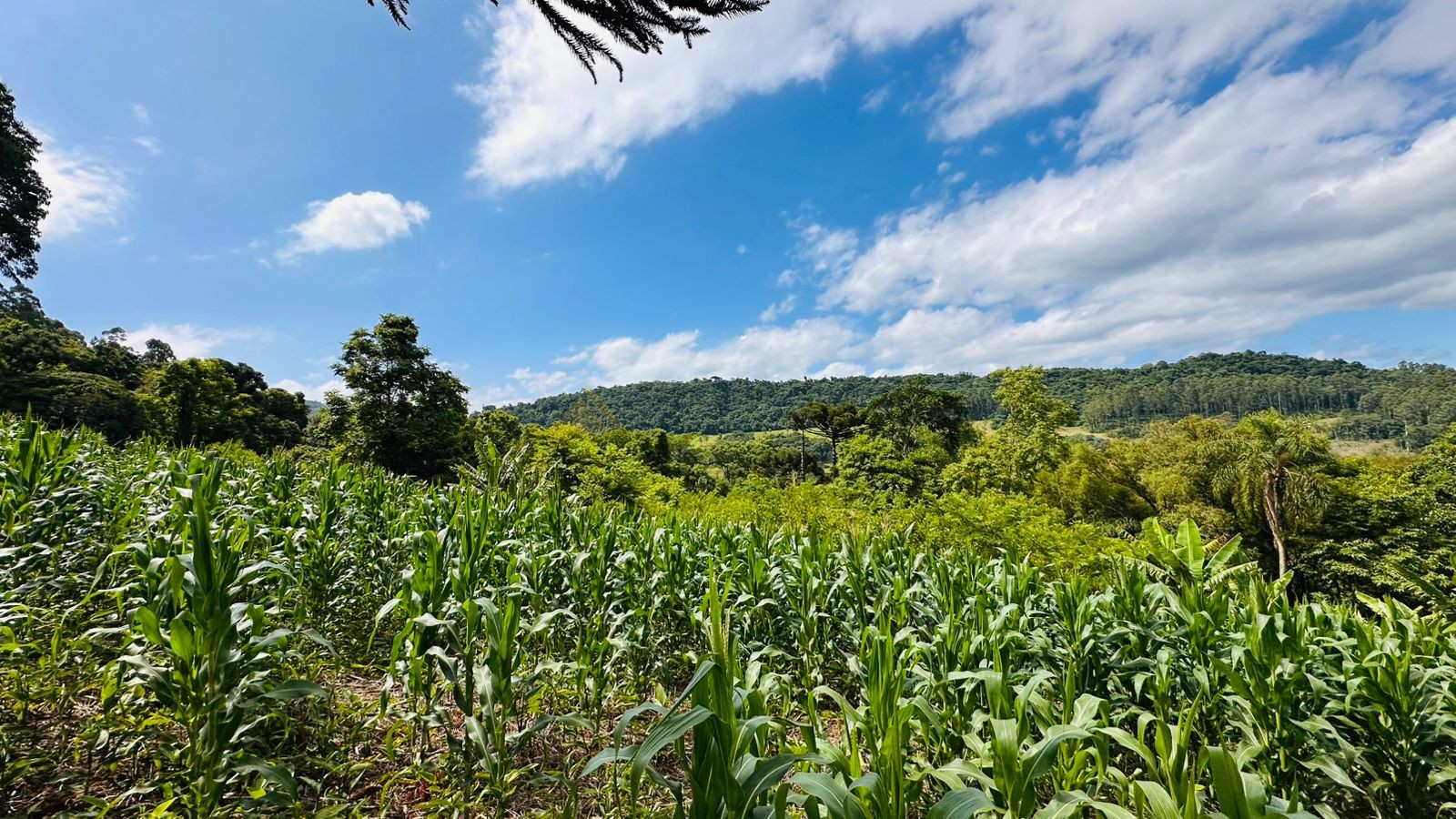 Fazenda à venda com 1 quarto, 61612m² - Foto 6