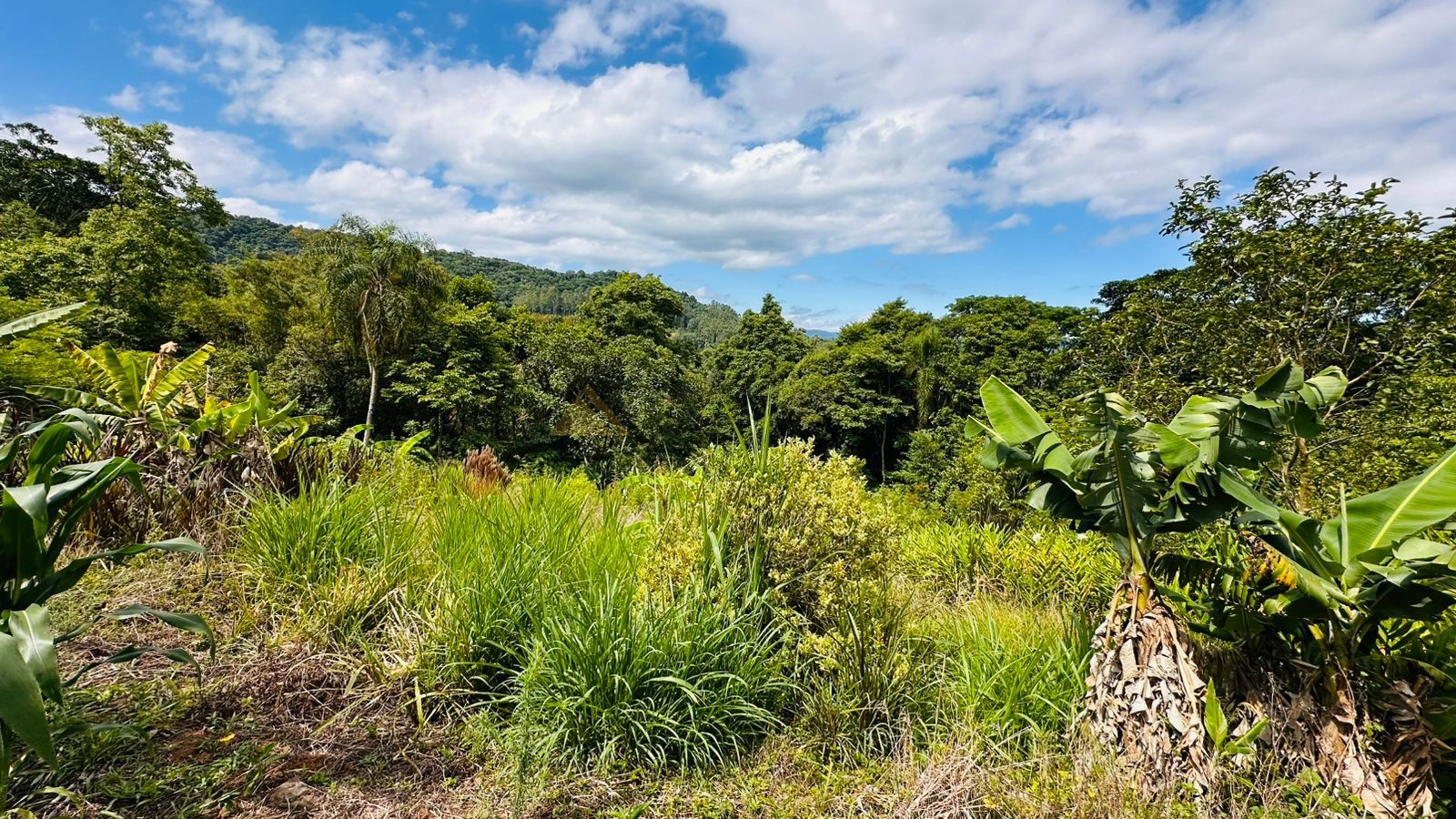 Fazenda à venda com 1 quarto, 61612m² - Foto 8