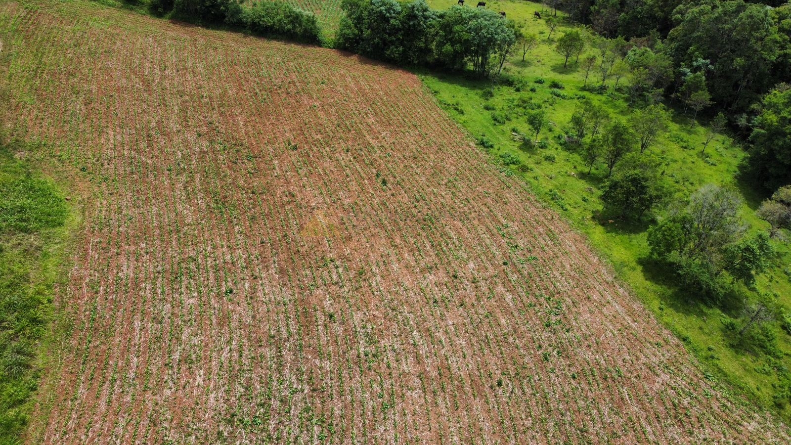 Fazenda à venda, 195000m² - Foto 1