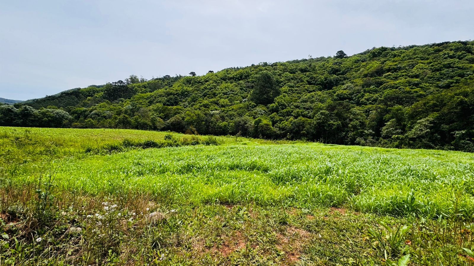 Fazenda à venda, 195000m² - Foto 11