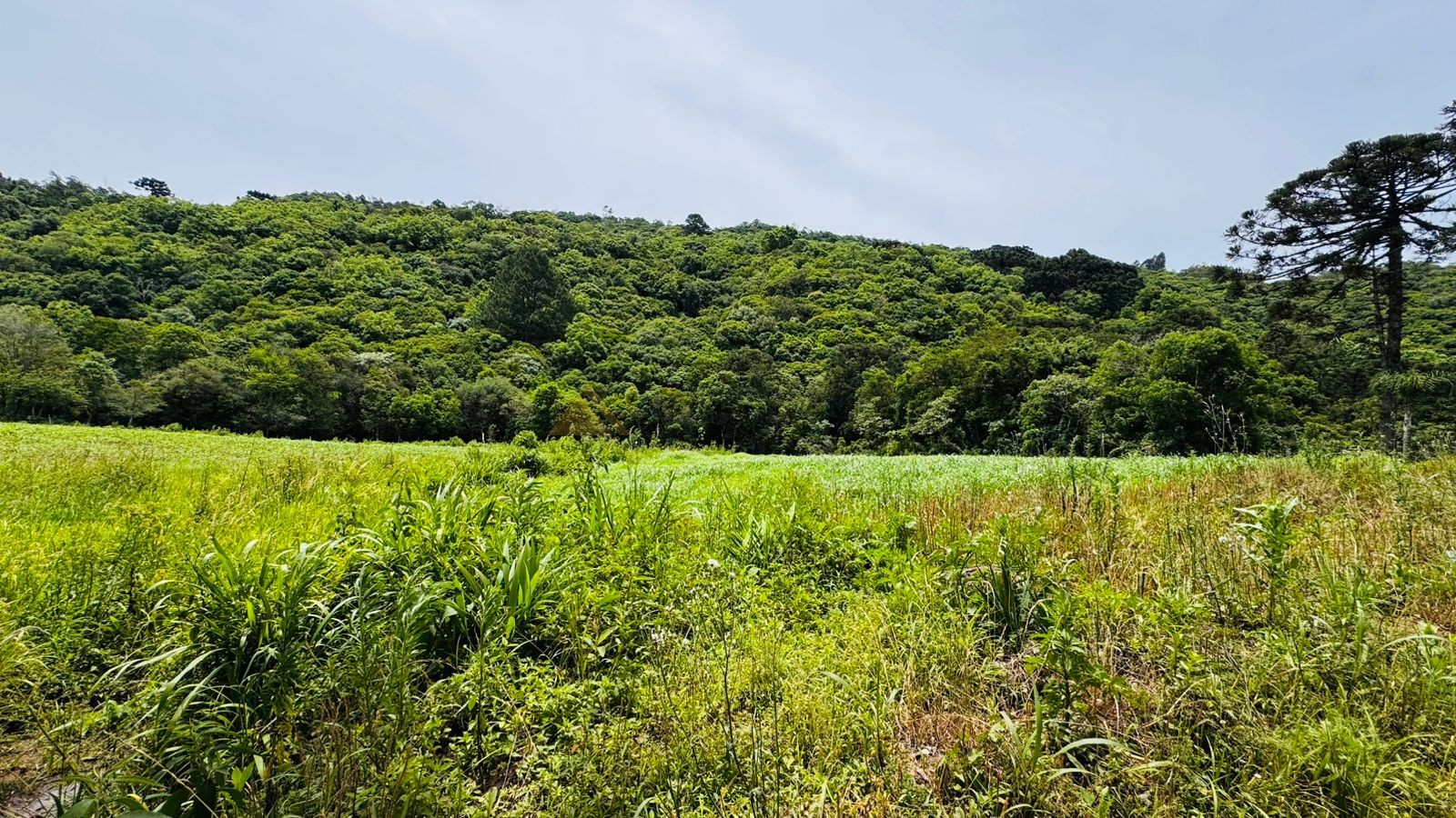 Fazenda à venda, 195000m² - Foto 12