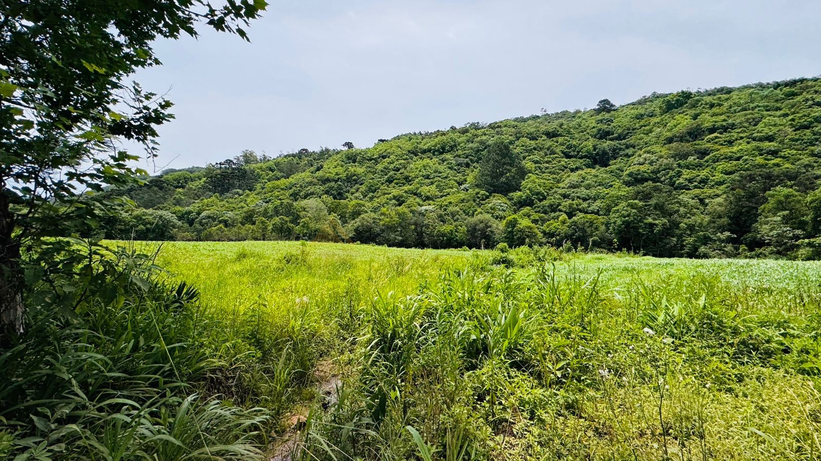 Fazenda à venda, 195000m² - Foto 13